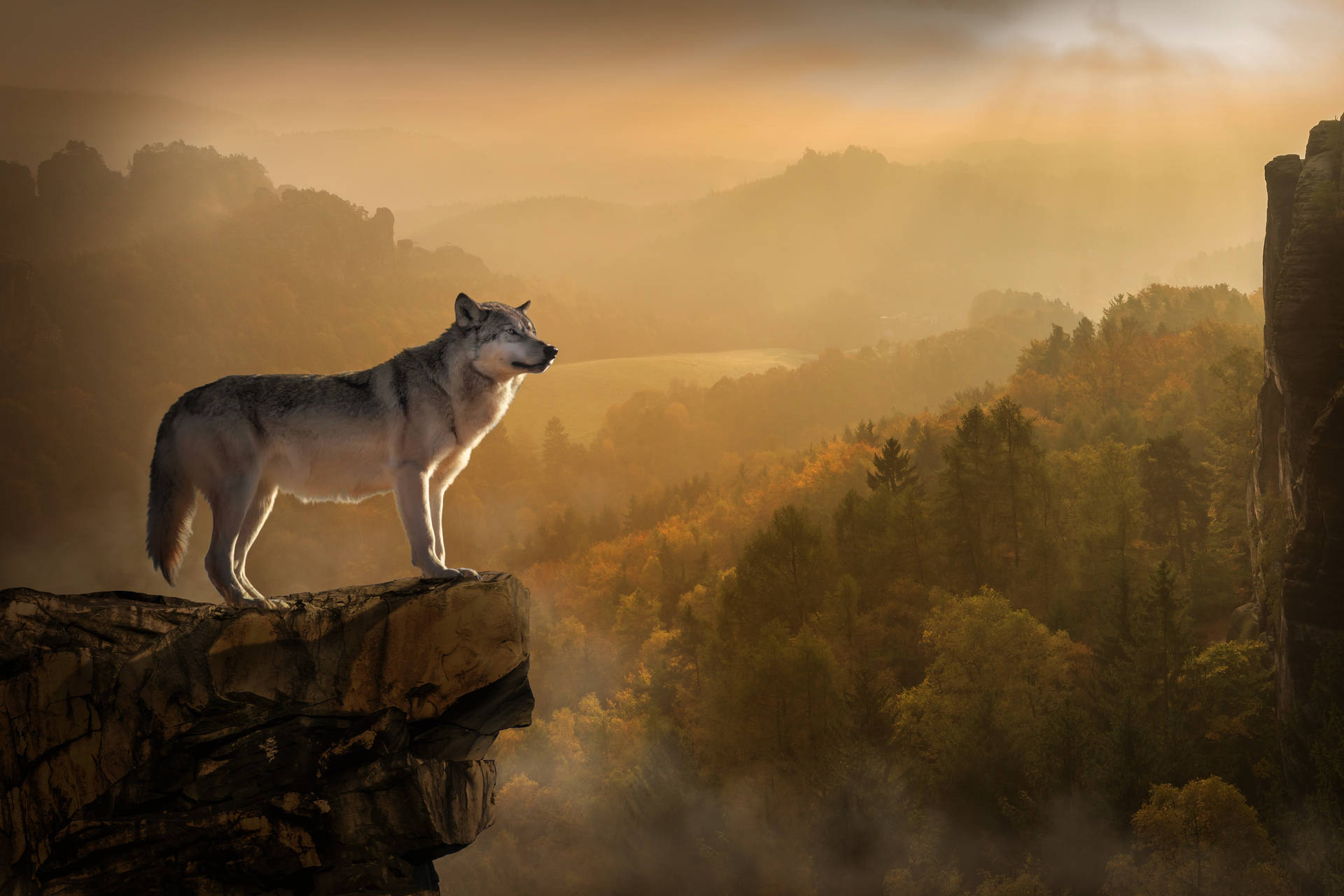 Lobo gris de pie sobre una alta montaña rocosa mirando más allá del amplio horizonte.