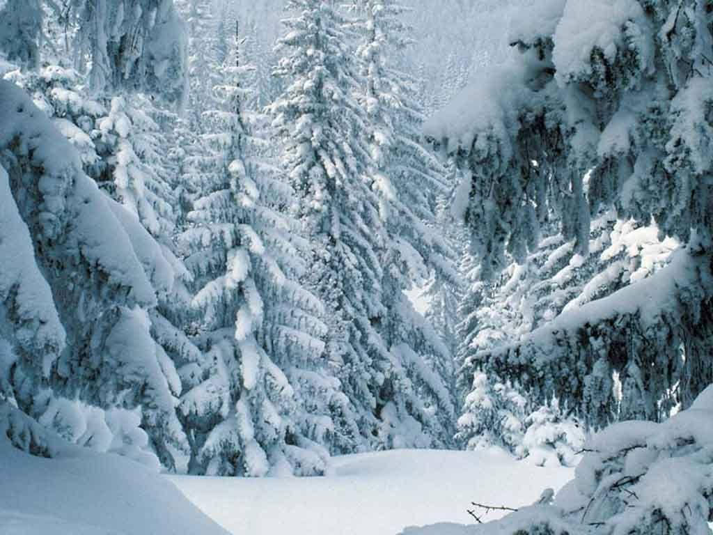 Majestuoso paisaje invernal en un bosque de pinos Fondos de pantalla