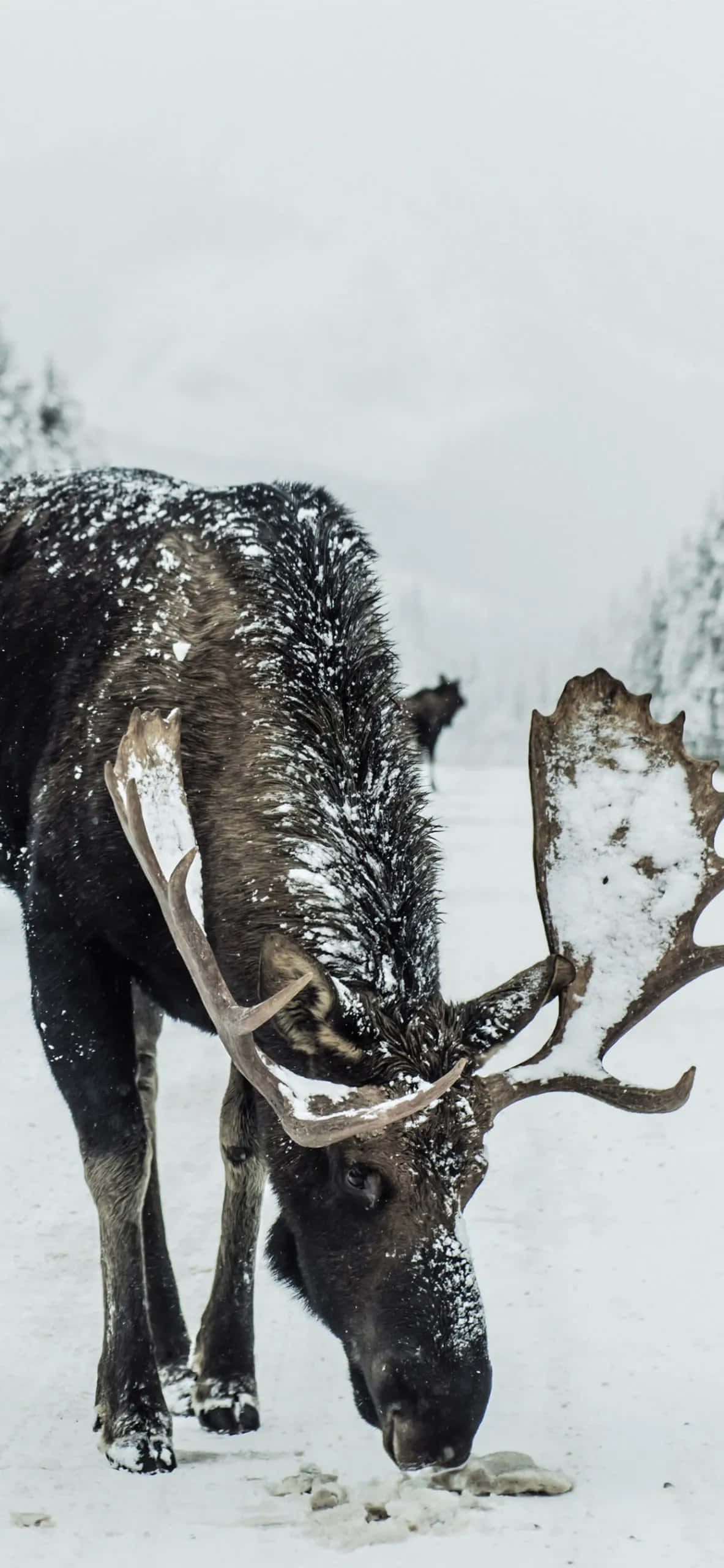 Majestuoso reno pastando en un paisaje invernal Fondos de pantalla