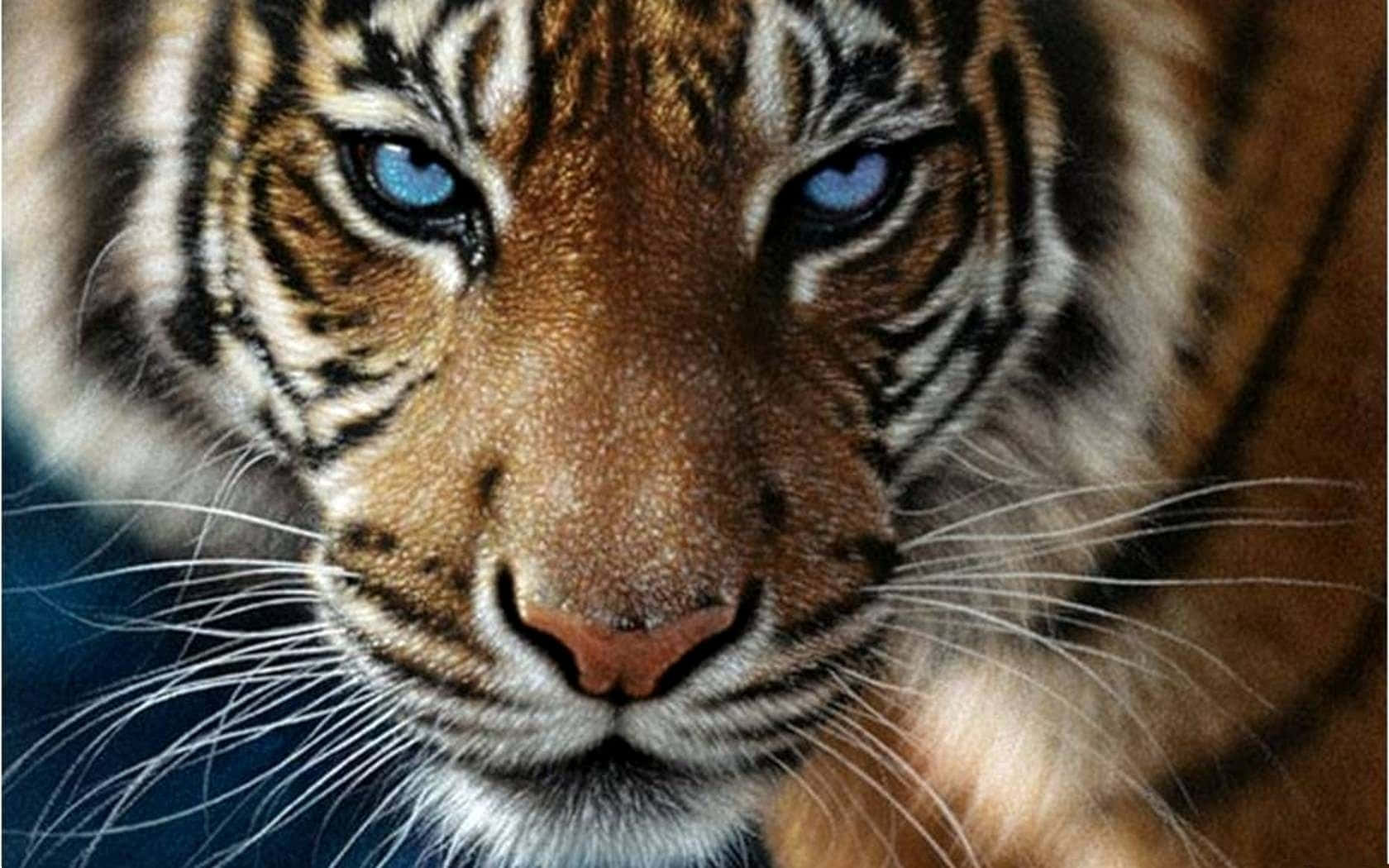 Majestuoso tigre salvaje en su hábitat natural Fondos de pantalla