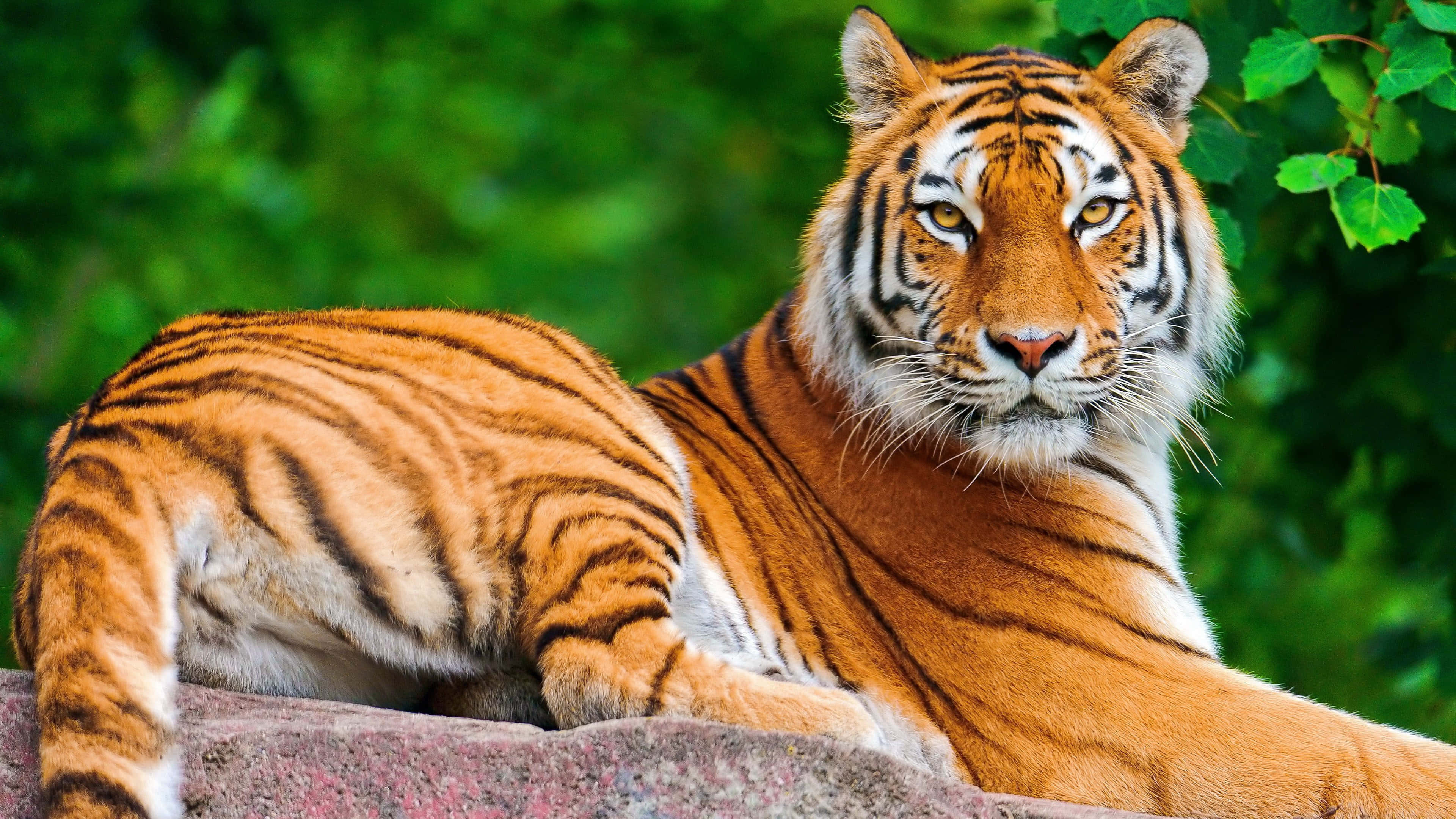 Majestuoso tigre en su hábitat natural Fondos de pantalla