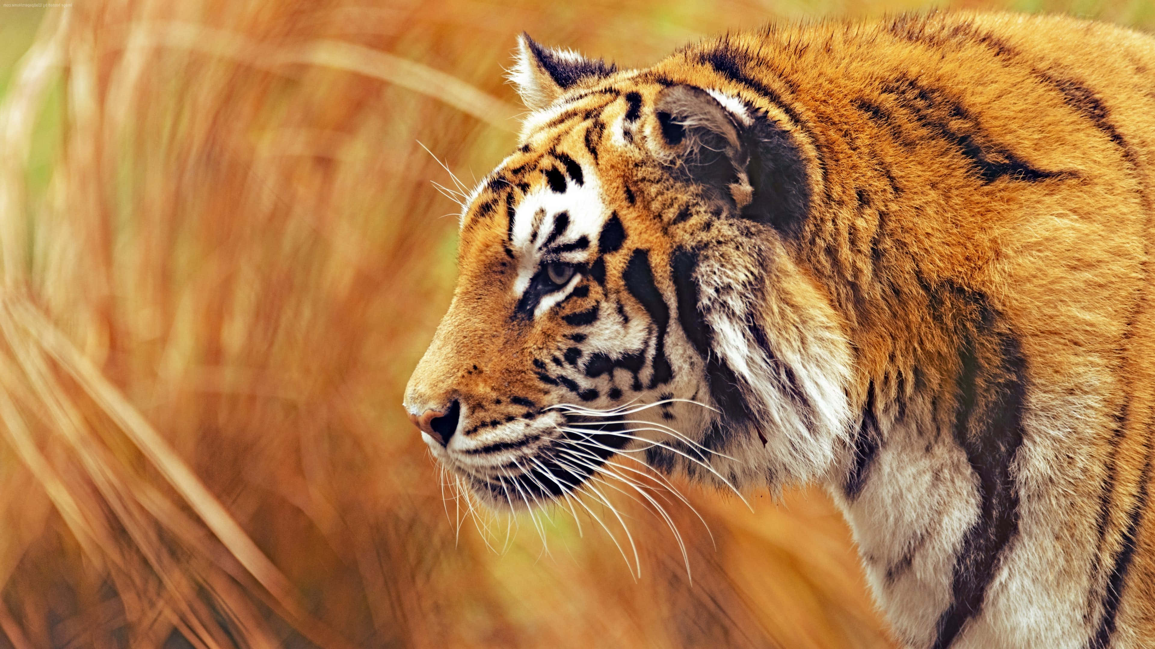 Majestuoso Tigre en su Hábitat Natural Fondos de pantalla