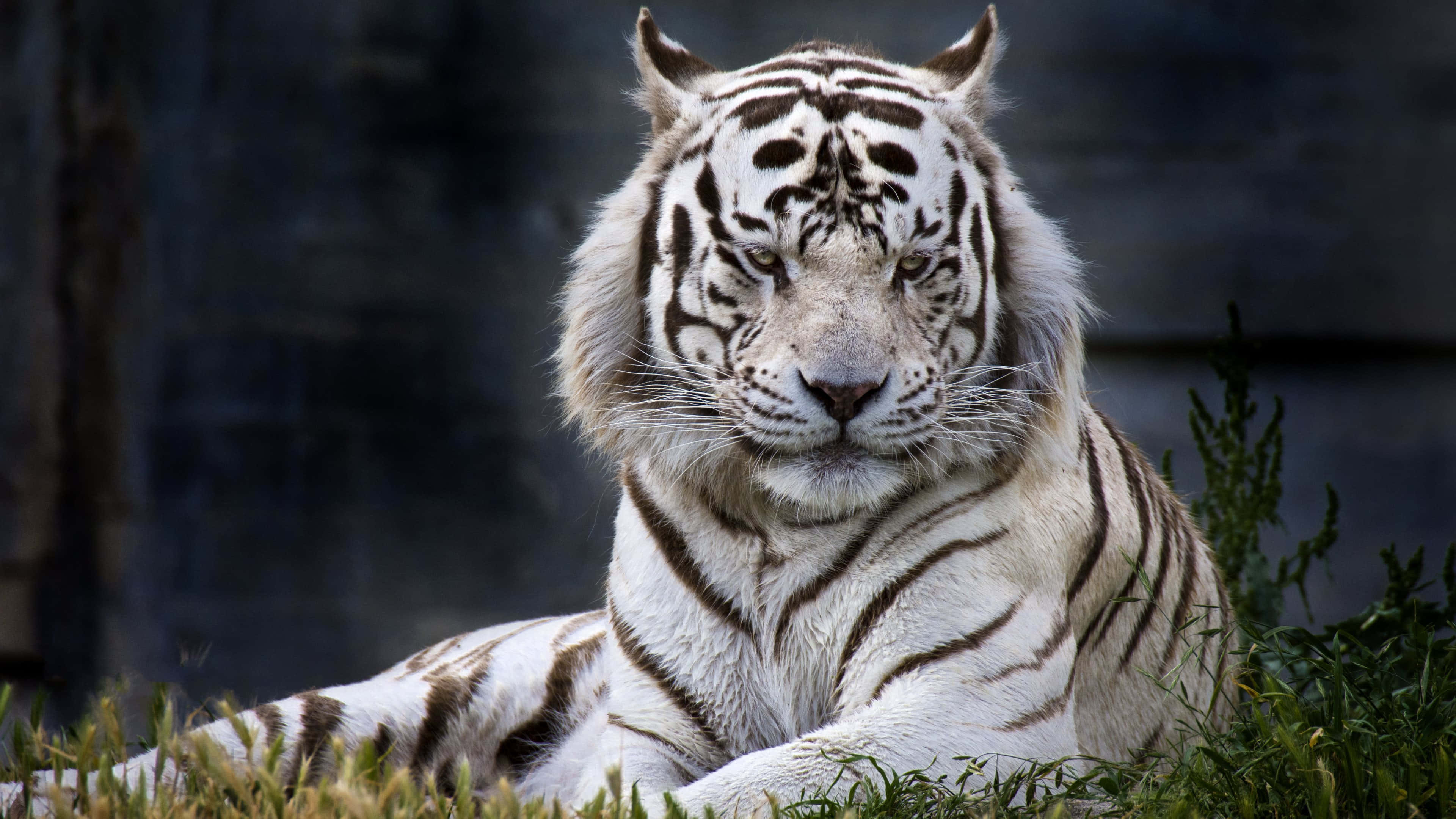 Majestuoso Tigre en su Hábitat Natural Fondos de pantalla