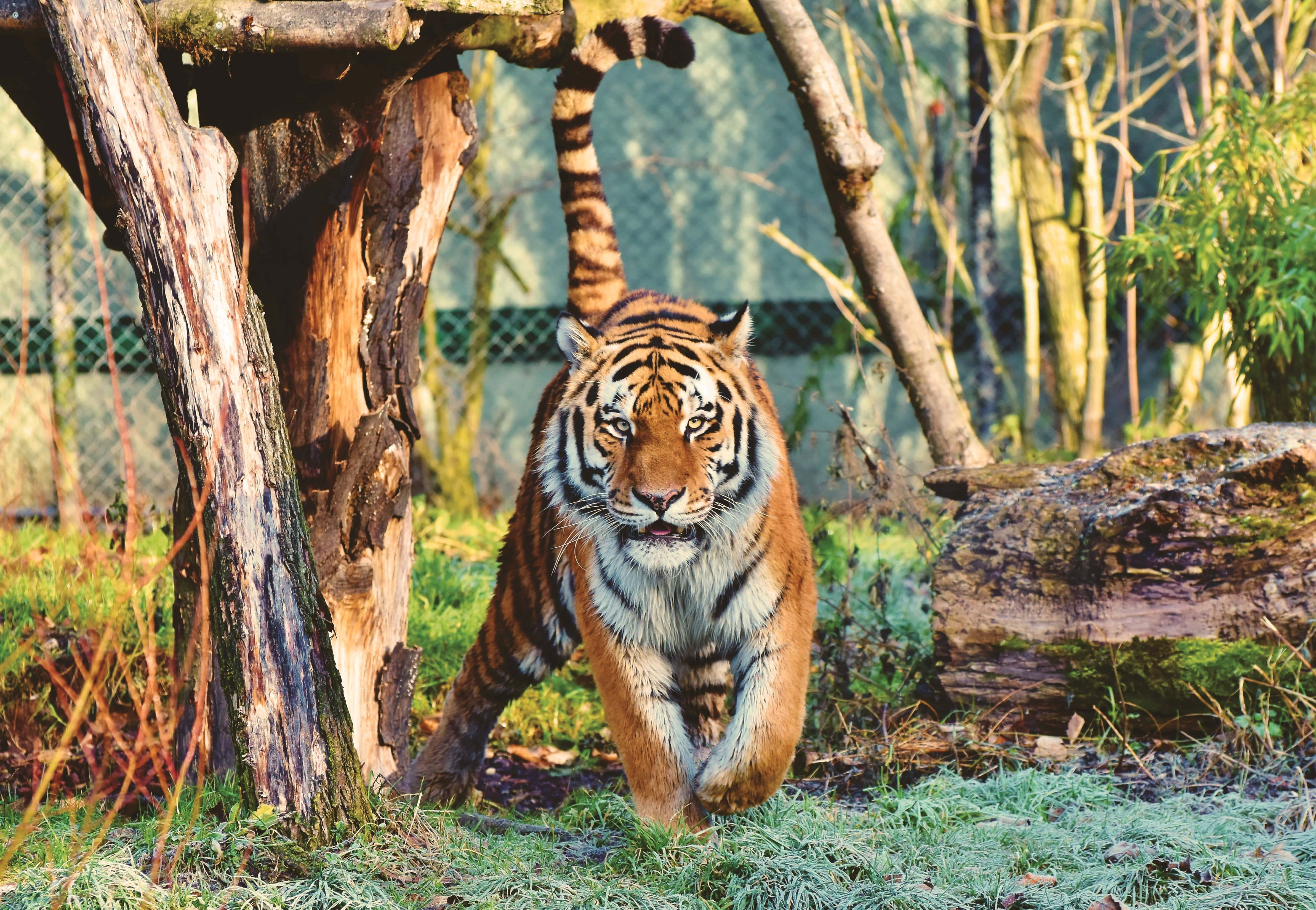 Majestuoso tigre acechando en la jungla Fondos de pantalla