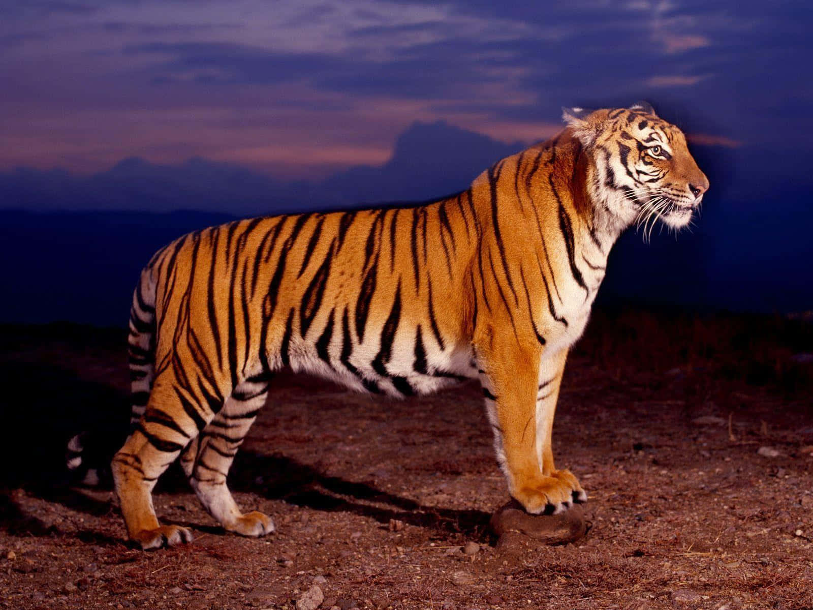 Majestuoso tigre acechando en la naturaleza Fondos de pantalla