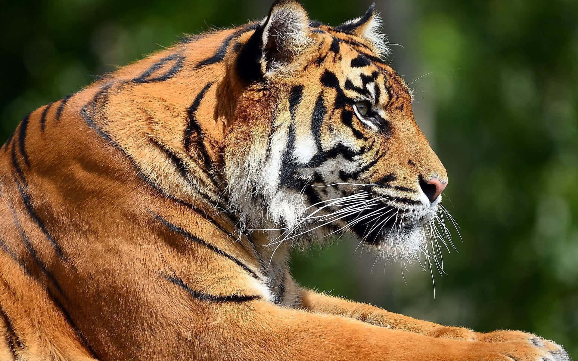 Majestuoso tigre acechando en la naturaleza Fondos de pantalla