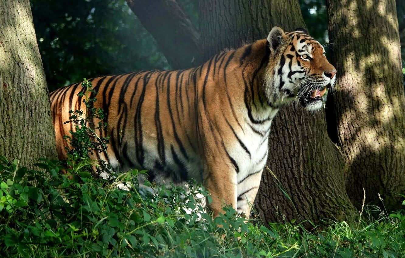 Majestuoso tigre acechando en la naturaleza Fondos de pantalla