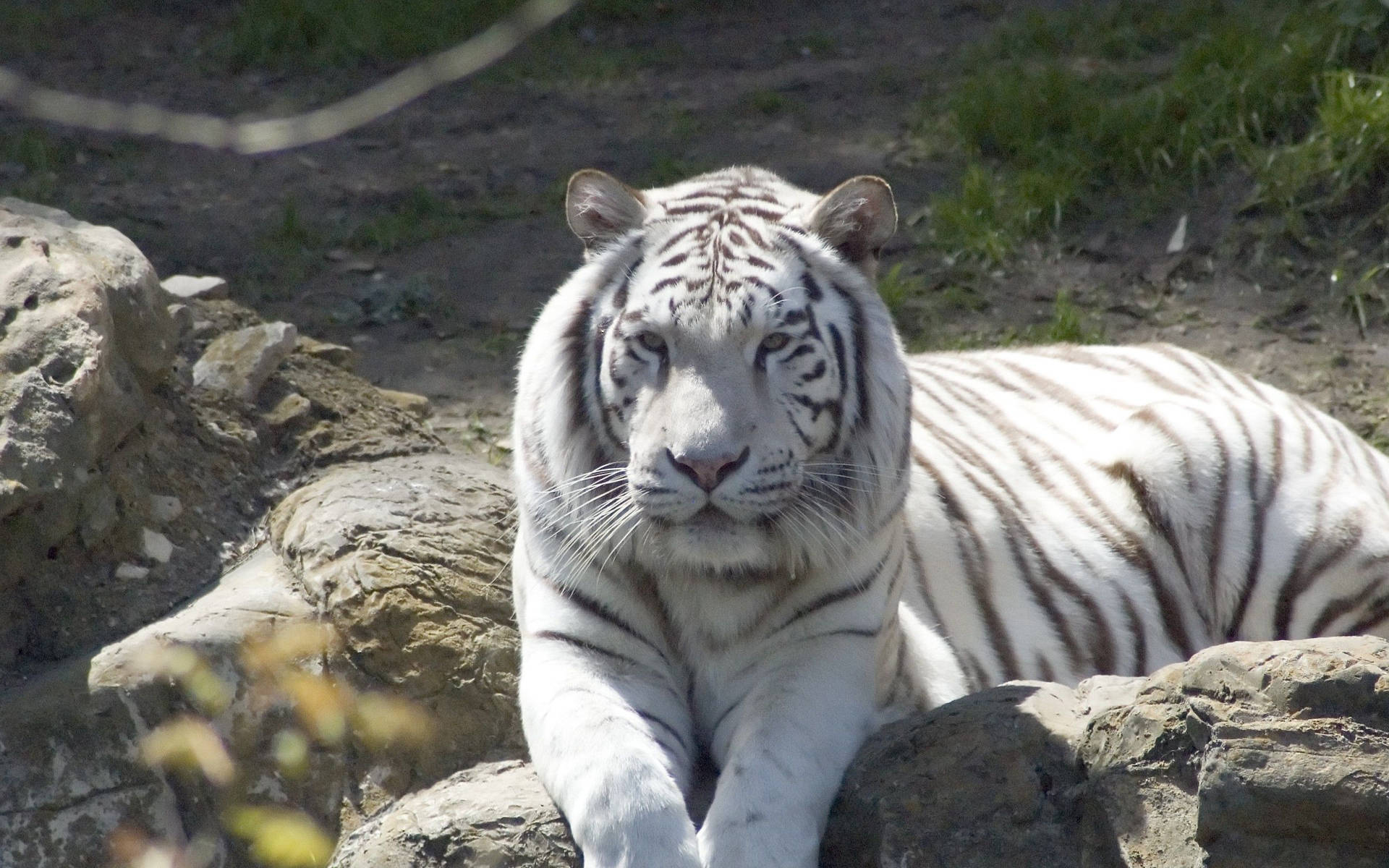 Fondo de pantalla de un tigre albino blanco sentado en un día soleado.
