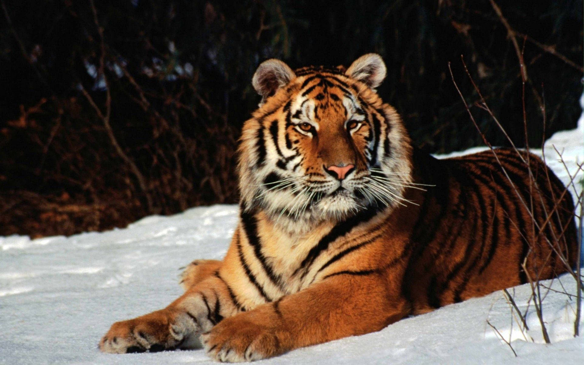 Fondo de pantalla de un tigre sentado sobre suelo nevado.