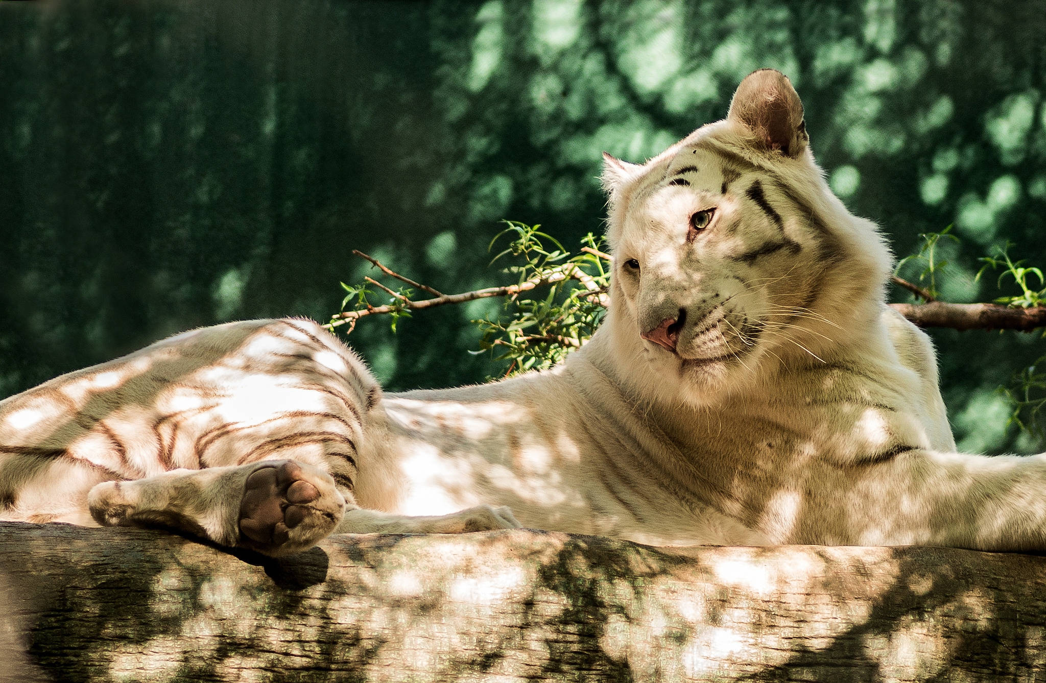 Majestuoso tigre blanco se destaca entre la multitud Fondos de pantalla