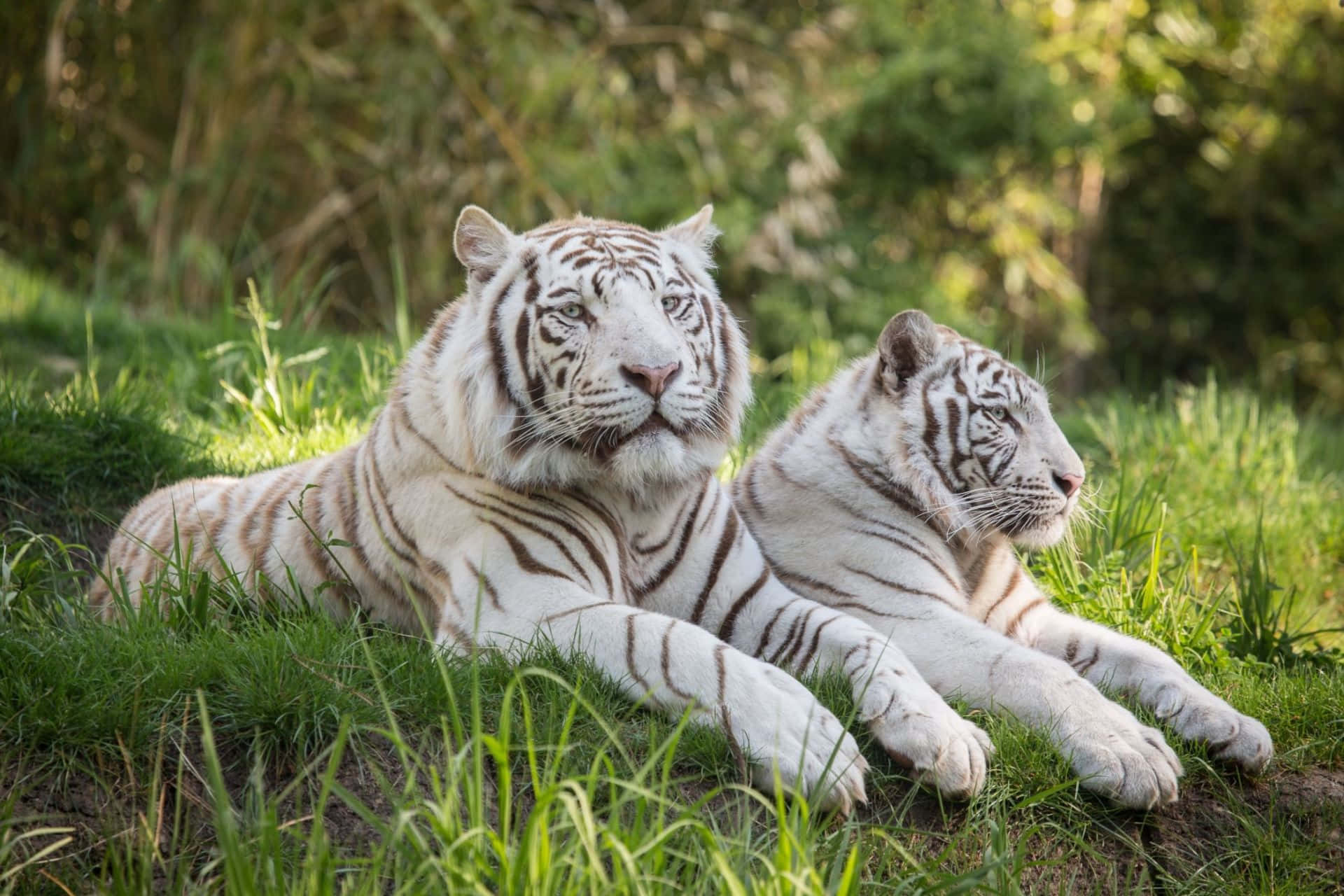 Majestuoso tigre merodeando en un bosque Fondos de pantalla