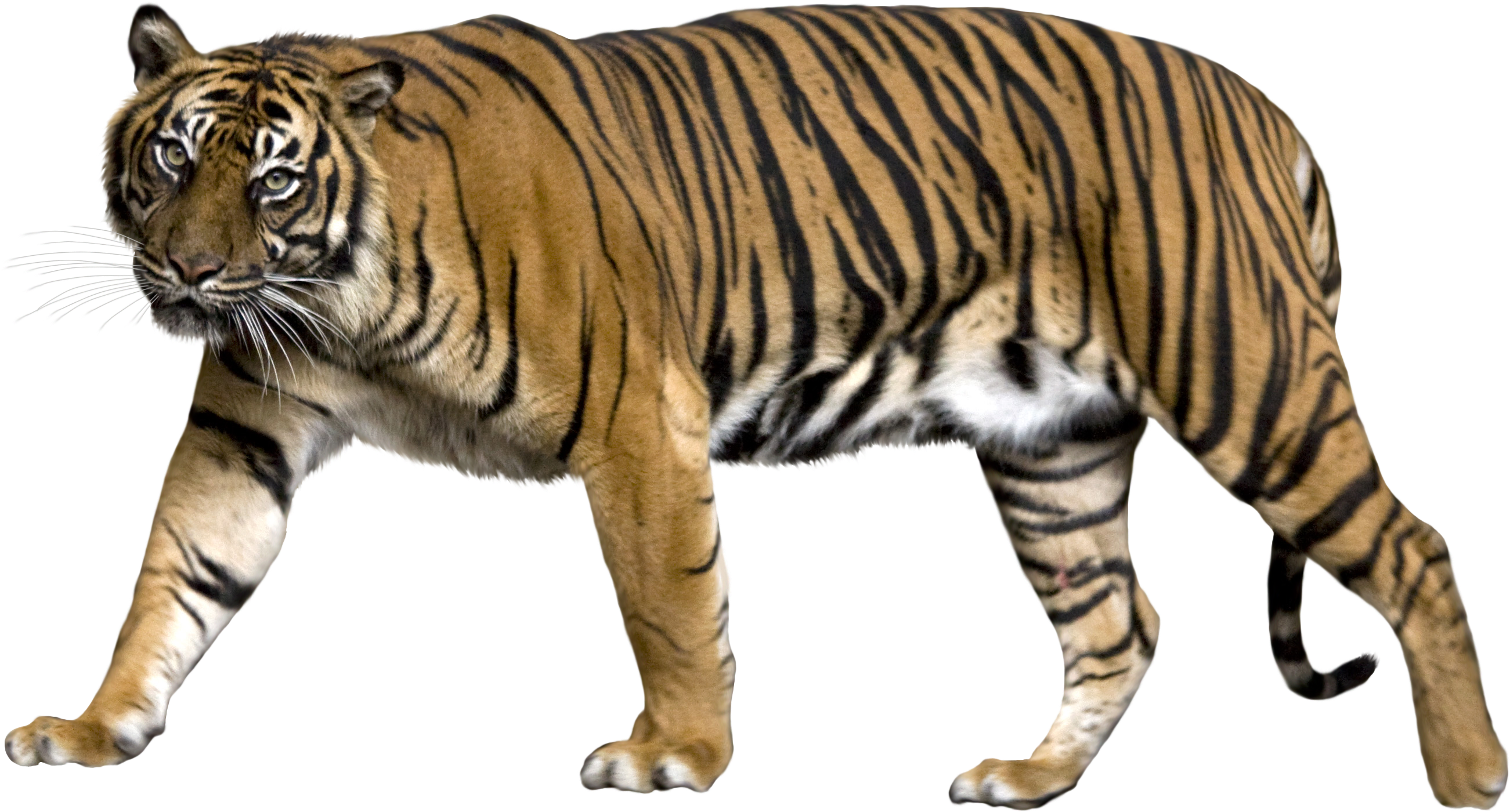 Majestuoso Tigre Caminante Fondos de pantalla