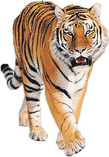 Majestuoso Tigre Caminante Fondos de pantalla