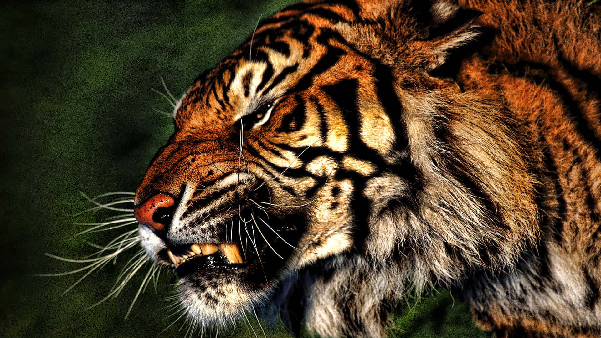 Majestuoso Tigre Descansando en la Naturaleza Fondos de pantalla