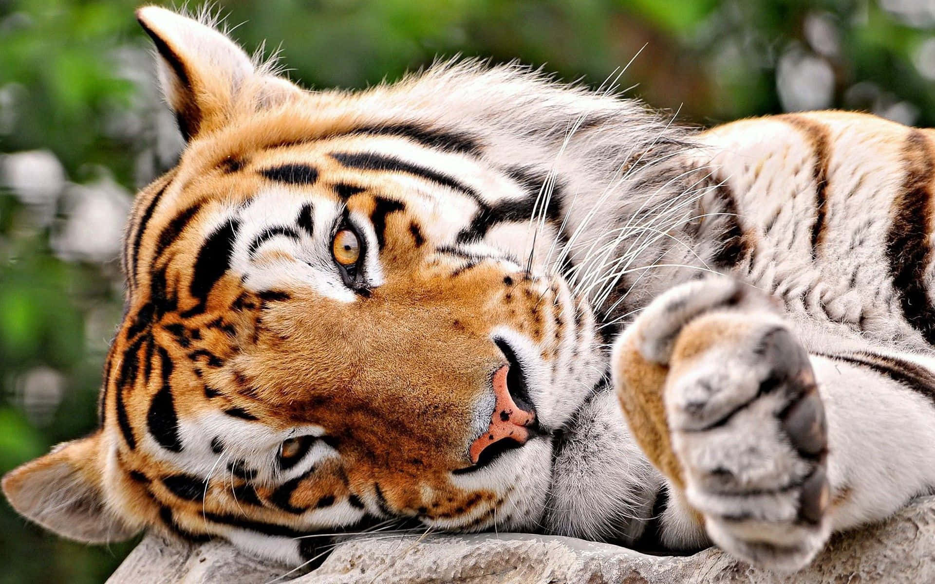 Majestuoso Tigre en la Naturaleza Fondos de pantalla