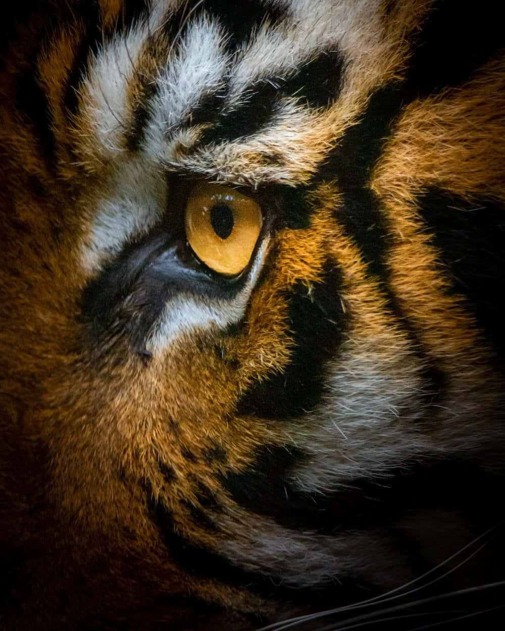 Majestuoso Tigre en su Hábitat Natural Fondos de pantalla