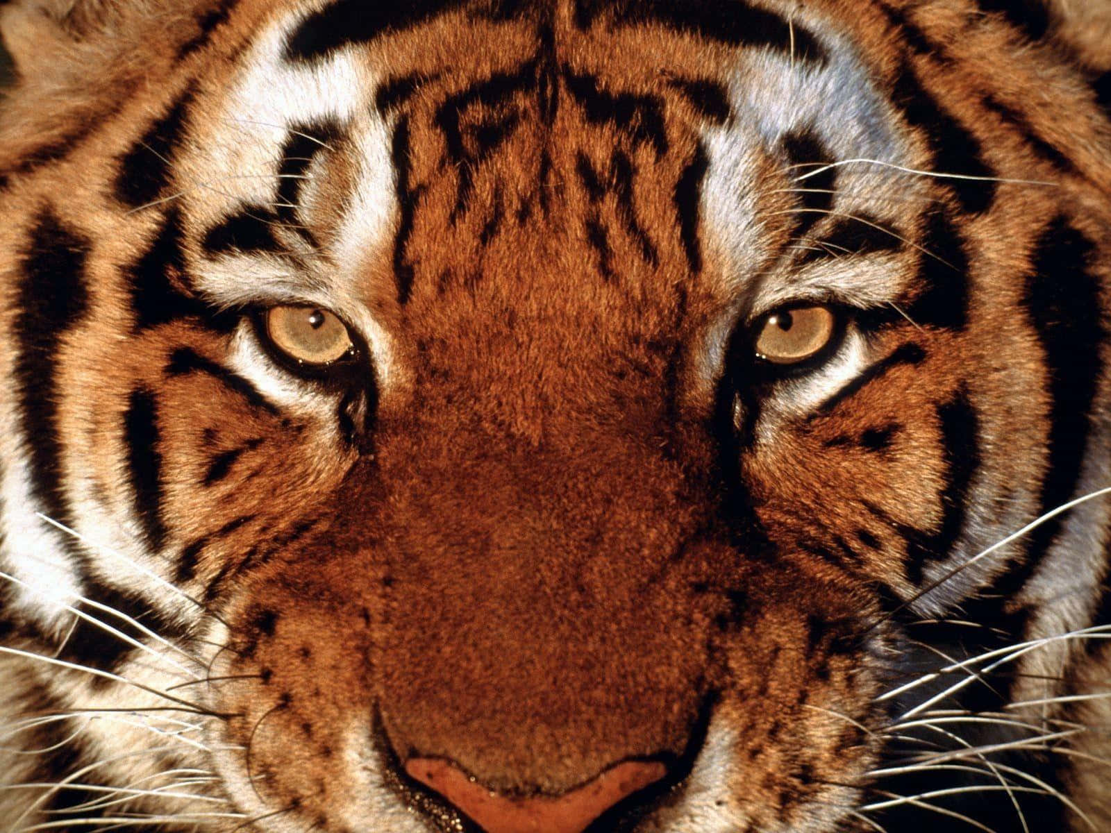 Majestuoso tigre salvaje en su hábitat natural Fondos de pantalla