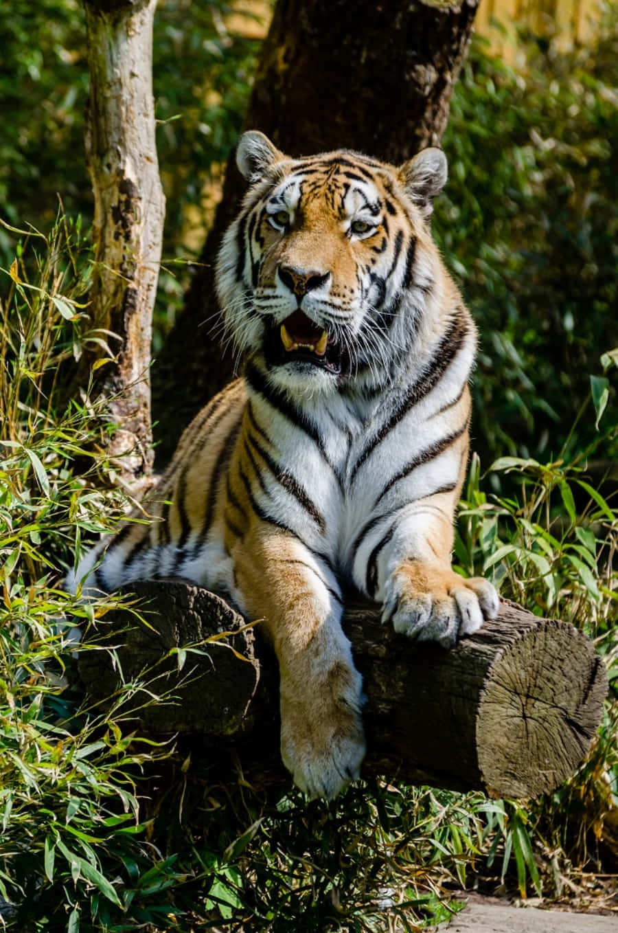 Majestuoso Tigre Mirando a la Cámara Fondos de pantalla
