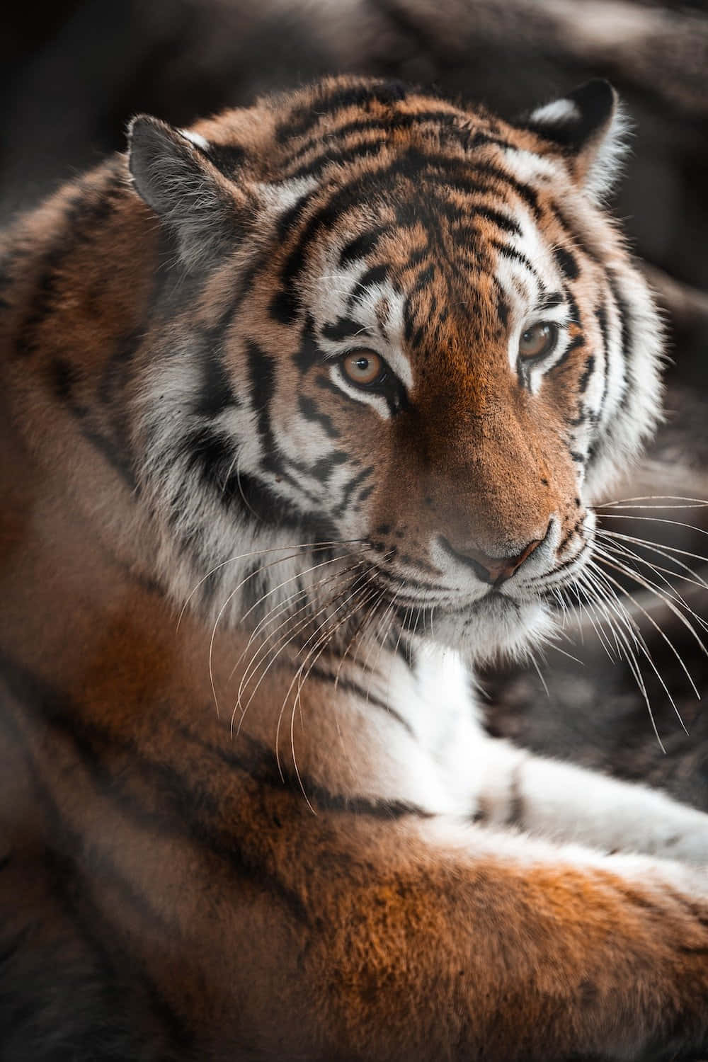 Majestuoso Tigre Relajándose en la Naturaleza Fondos de pantalla