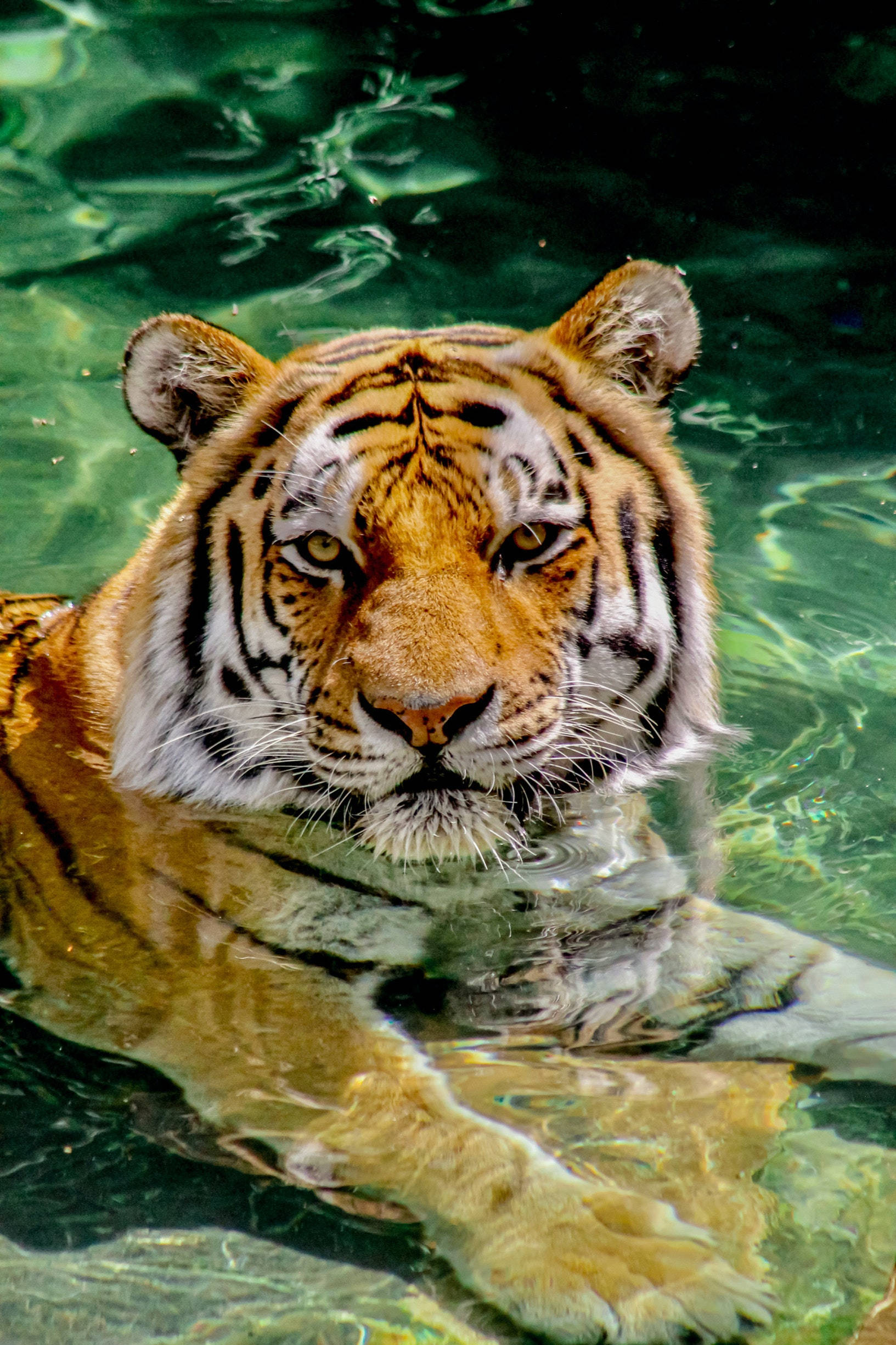Majestuoso Tigre Sumergido en Agua Fondo de Pantalla para iPhone Fondos de pantalla