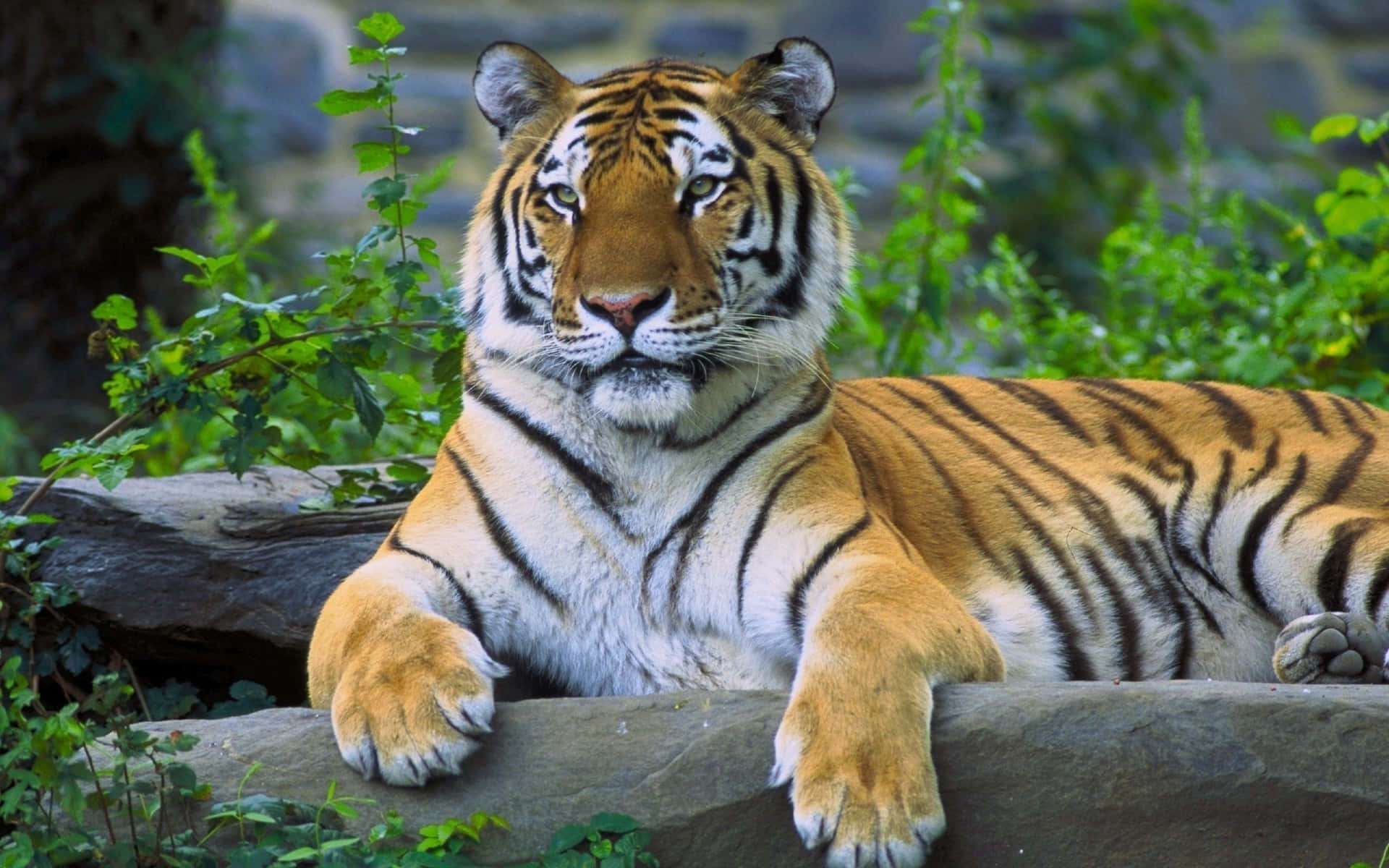Majestuoso Tigre en su Hábitat Natural Fondos de pantalla