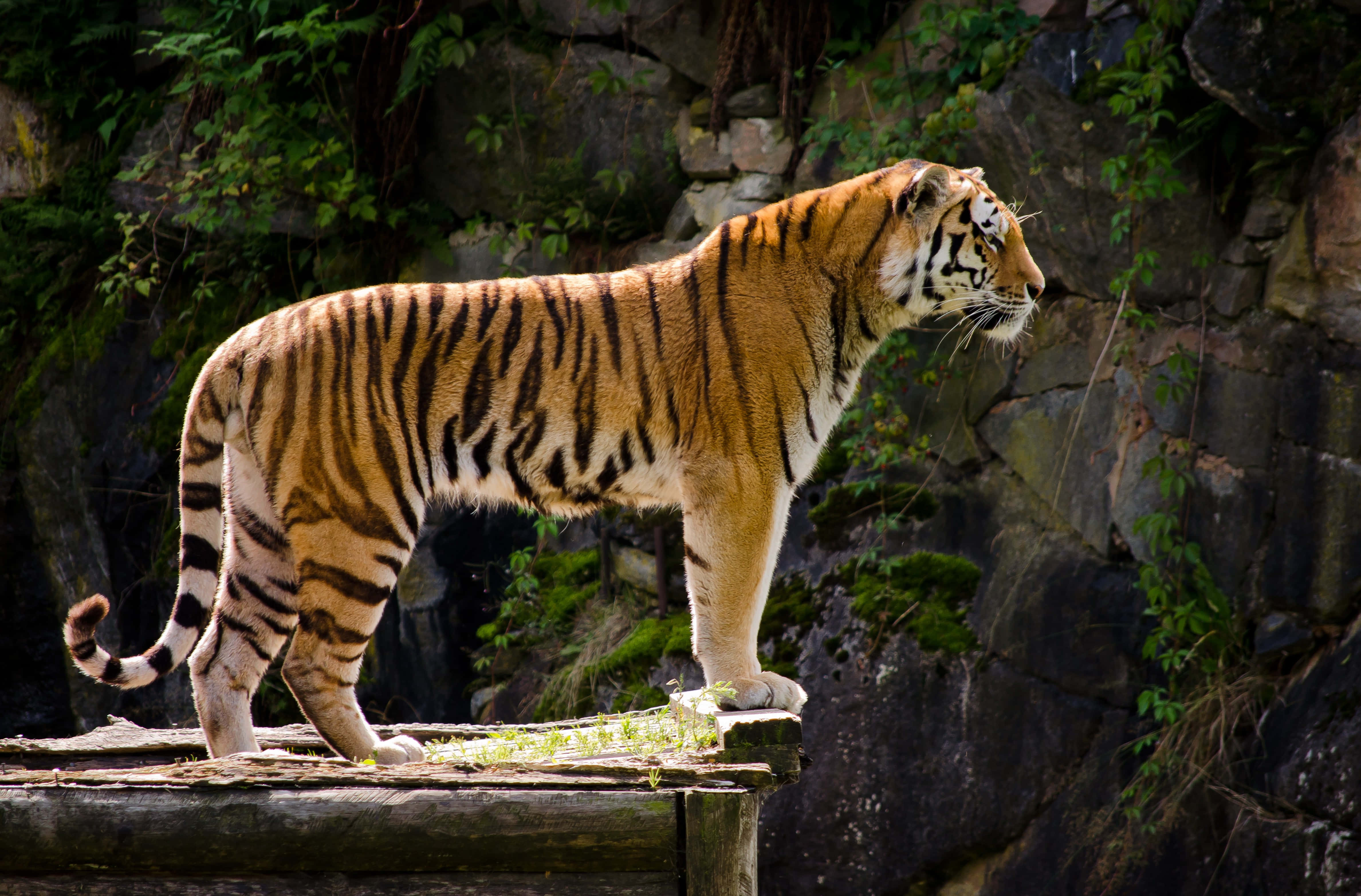 Majestuoso tigre deambula por la jungla Fondos de pantalla