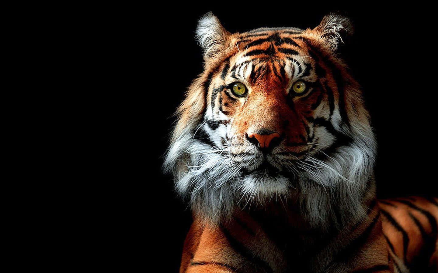 Majestuoso Tigre Paseando por la Naturaleza Fondos de pantalla