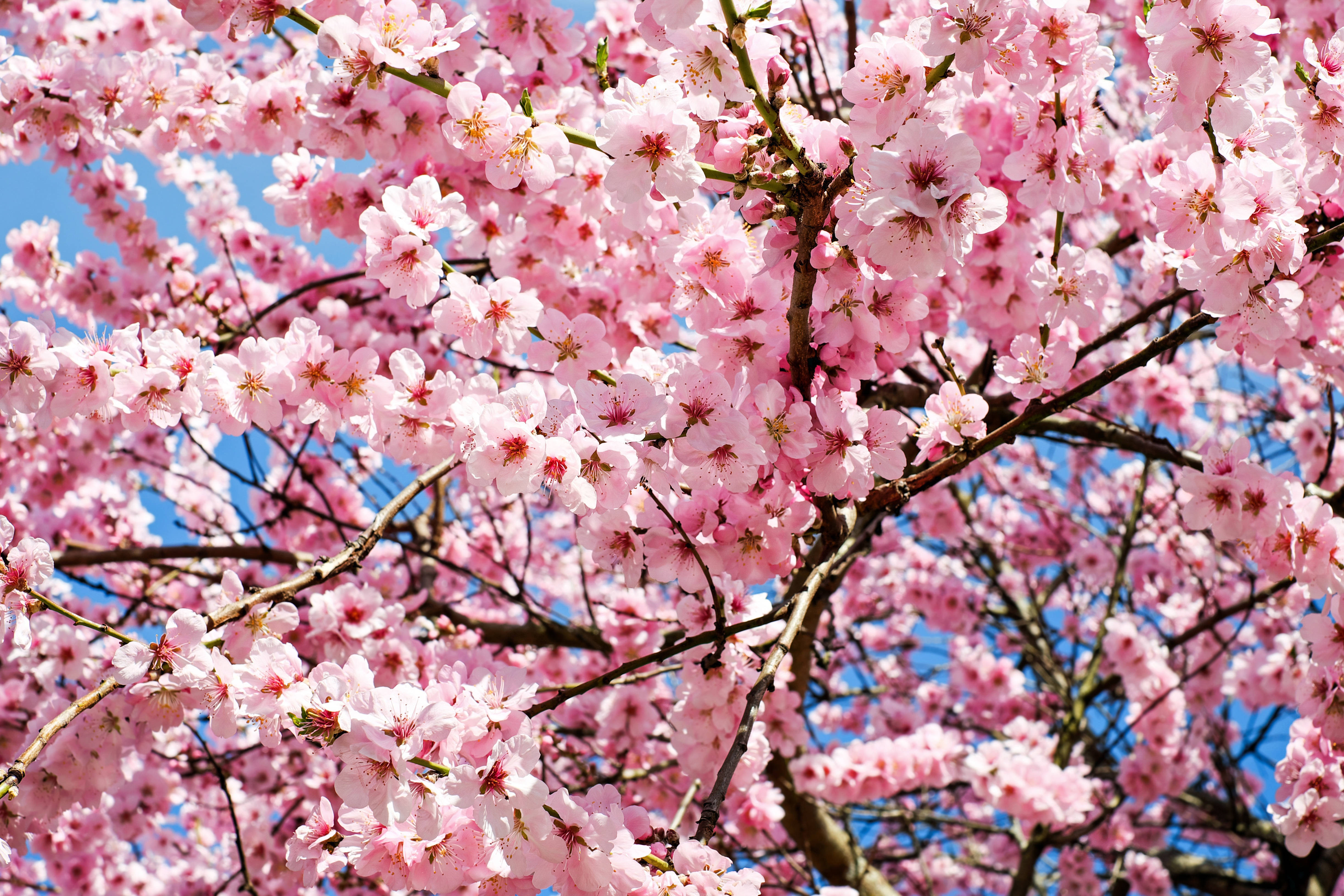 Majestuosos Cerezos en Flor Irradiando Gloria Rosa Fondos de pantalla