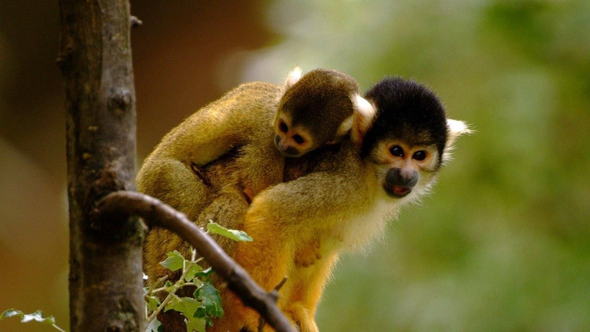 Mamá y Bebé Mono Lindos Fondos de pantalla