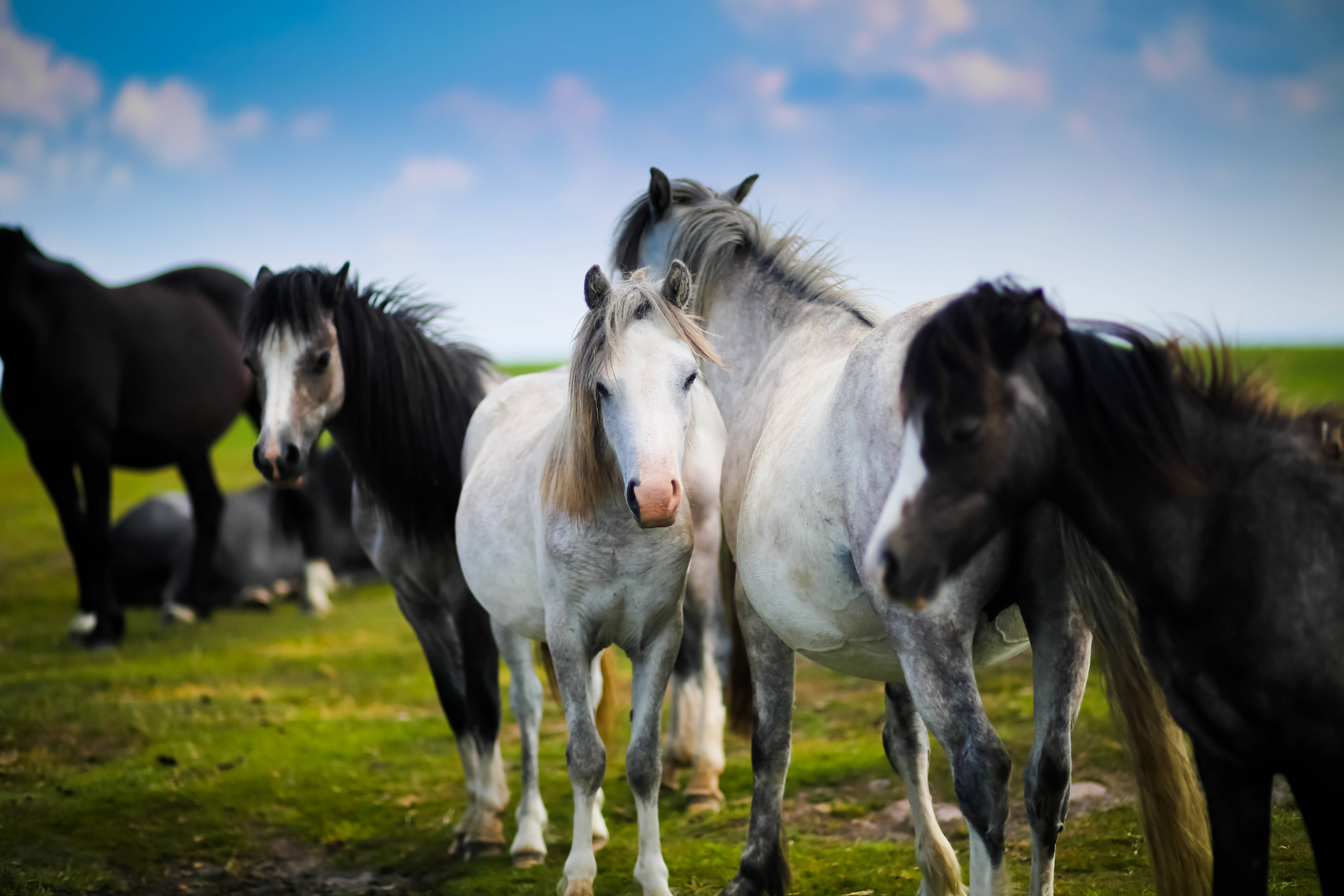 Manada de Caballos Fondo de Escritorio Lindo Fondos de pantalla