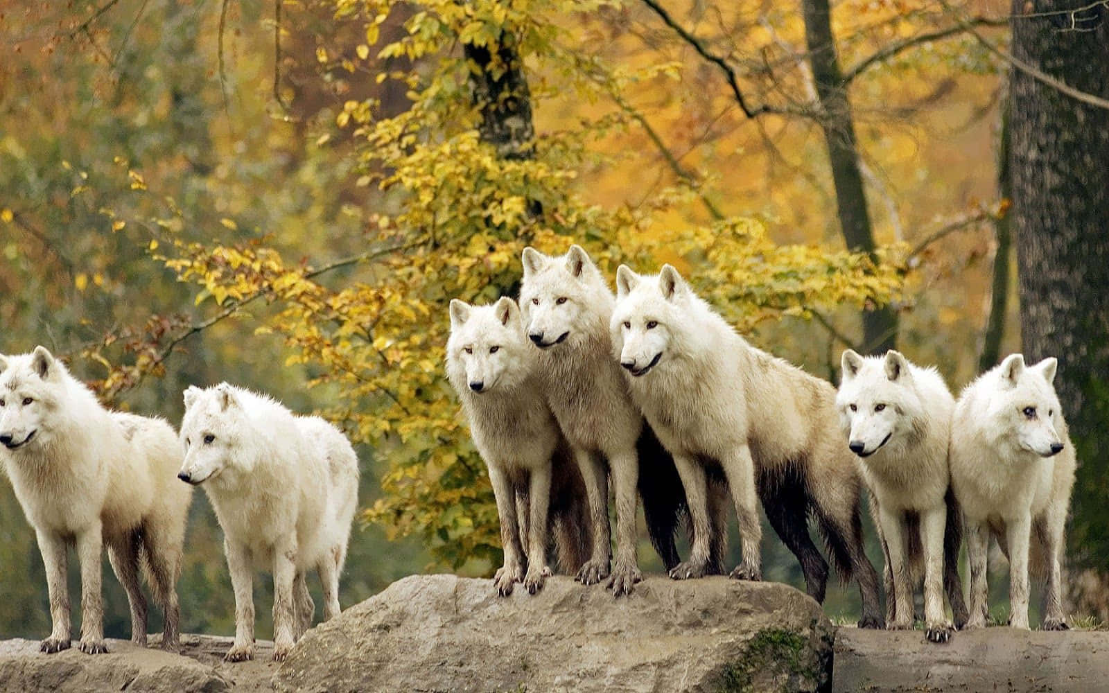 Manada de Lobos en Bosque Otoñal Fondos de pantalla