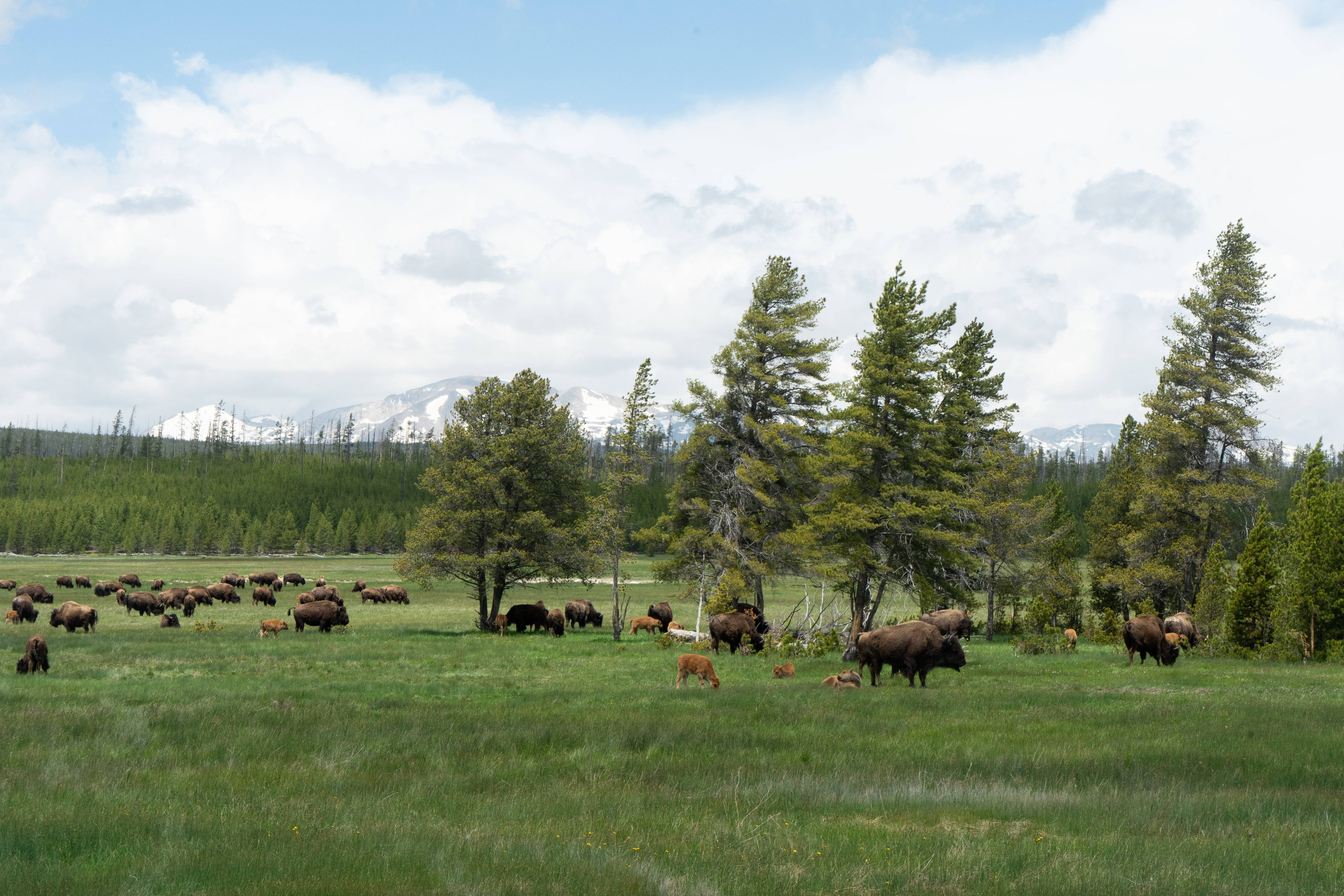 Manada de yaks pastando en campo de hierba Fondos de pantalla