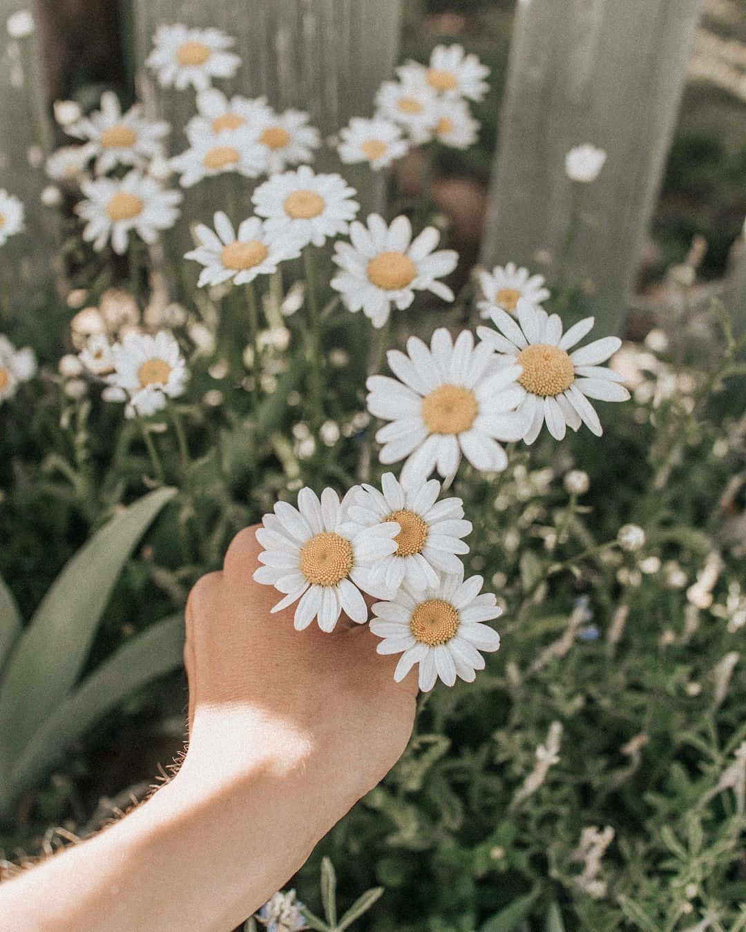 Mano de una persona sosteniendo margaritas en un jardín Fondos de pantalla