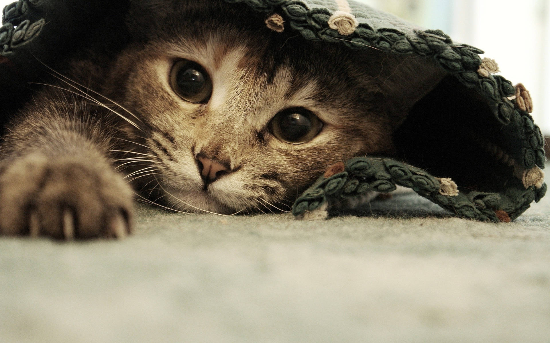 Manta de Gato Lindo Fondos de pantalla