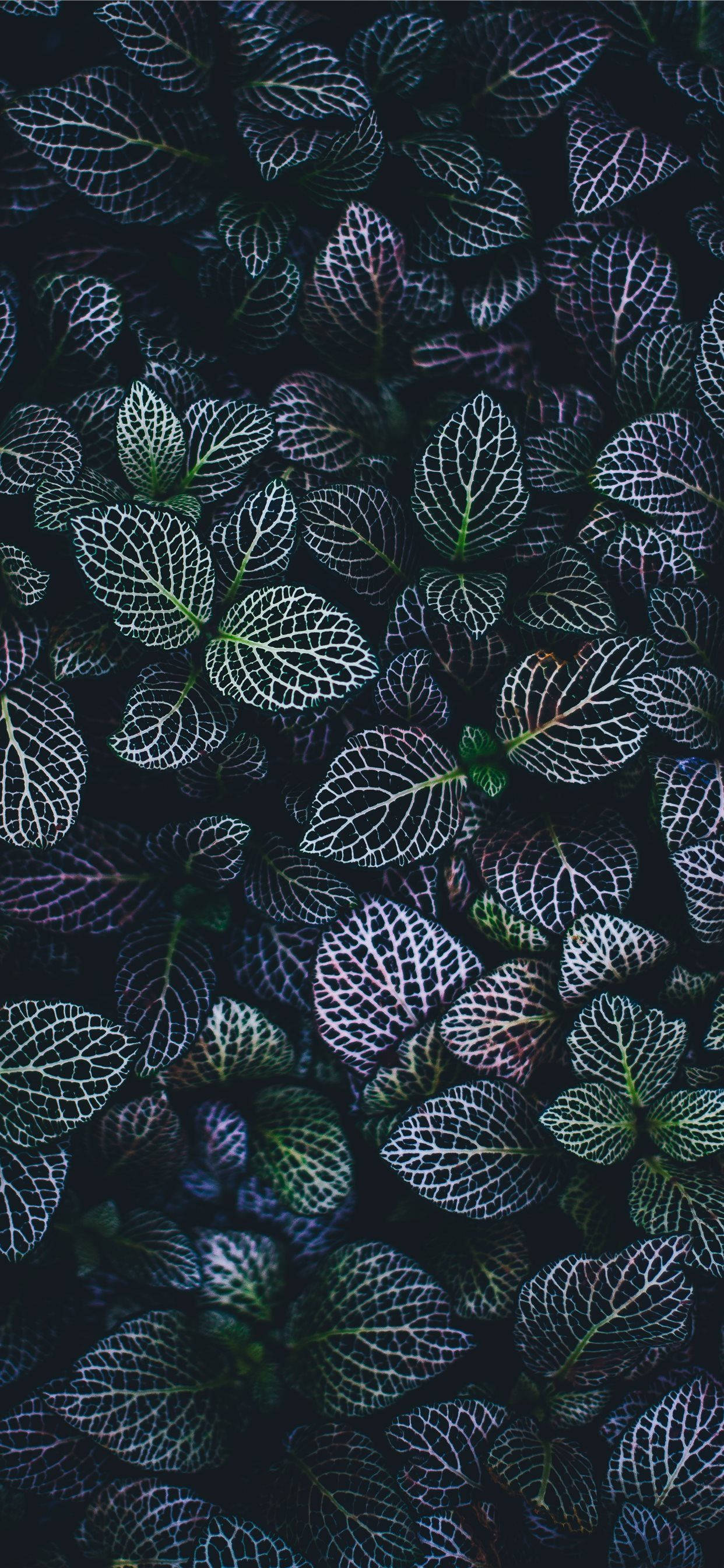 Mantén Fresca tu Pantalla de Inicio con un Fondo de Pantalla de Plantas para iPhone Fondos de pantalla