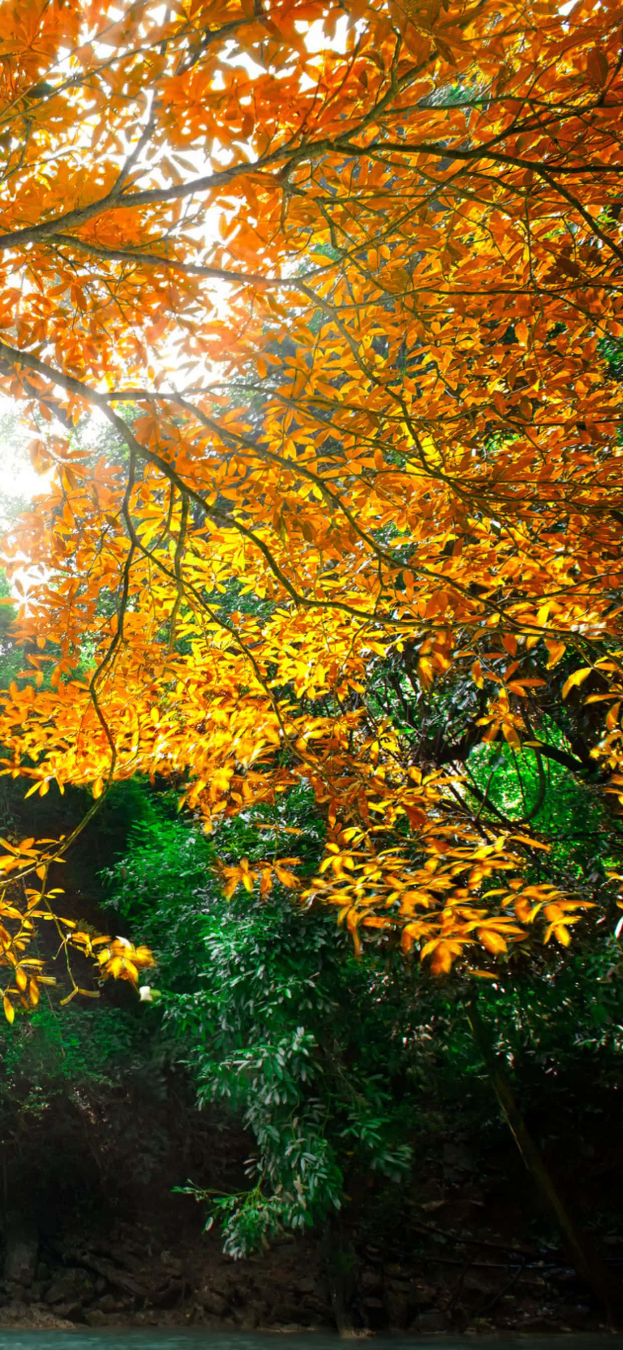 Mantente abrigado y conectado con un iPhone Xs Max este otoño Fondos de pantalla
