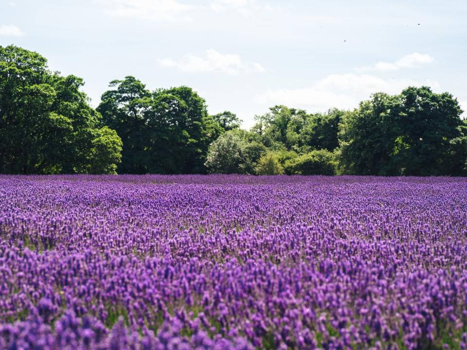 Mar de flores y árboles estético lavanda Fondos de pantalla