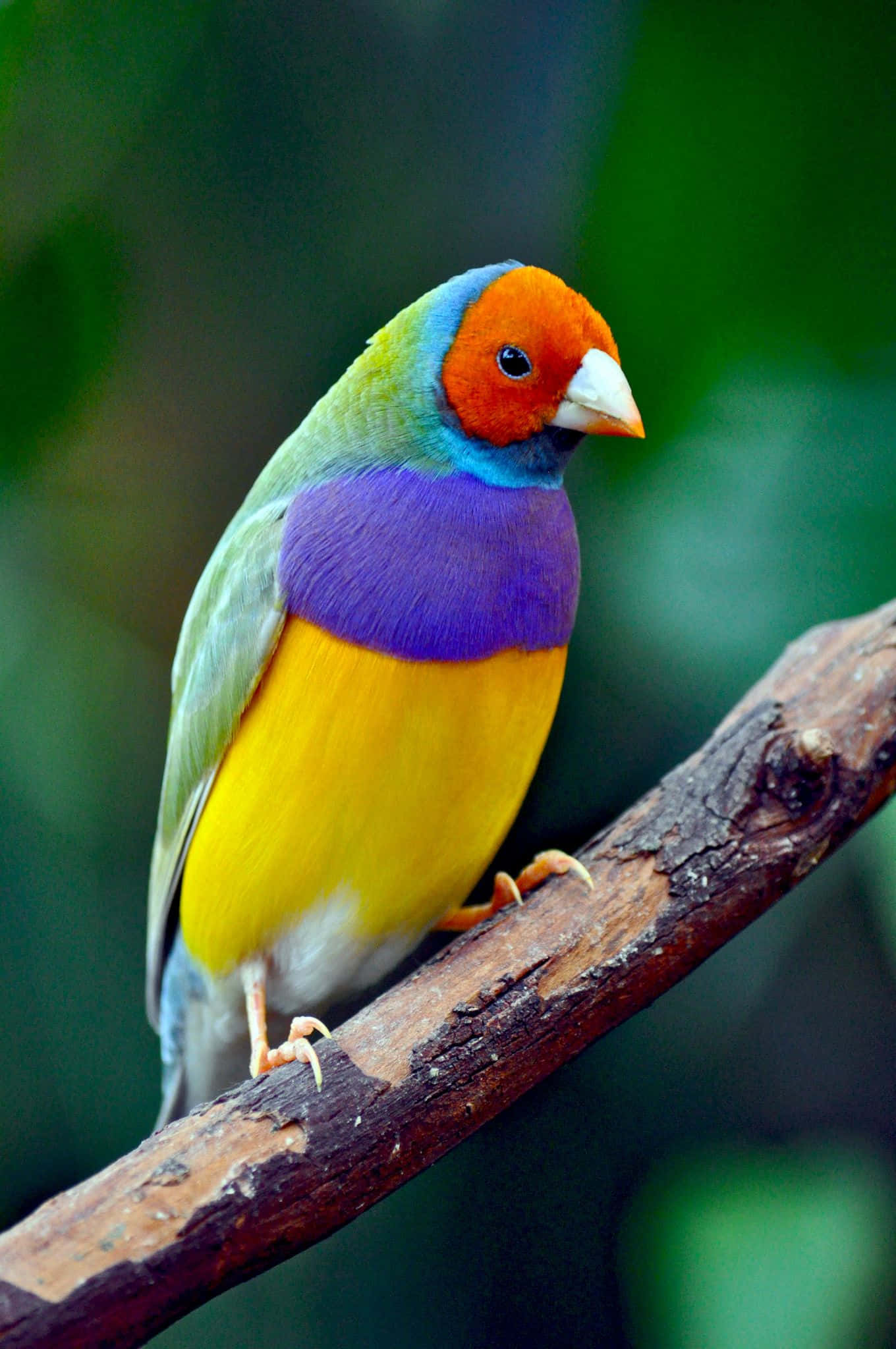 Maravíllate con la Belleza de Estas Coloridas Aves Fondos de pantalla