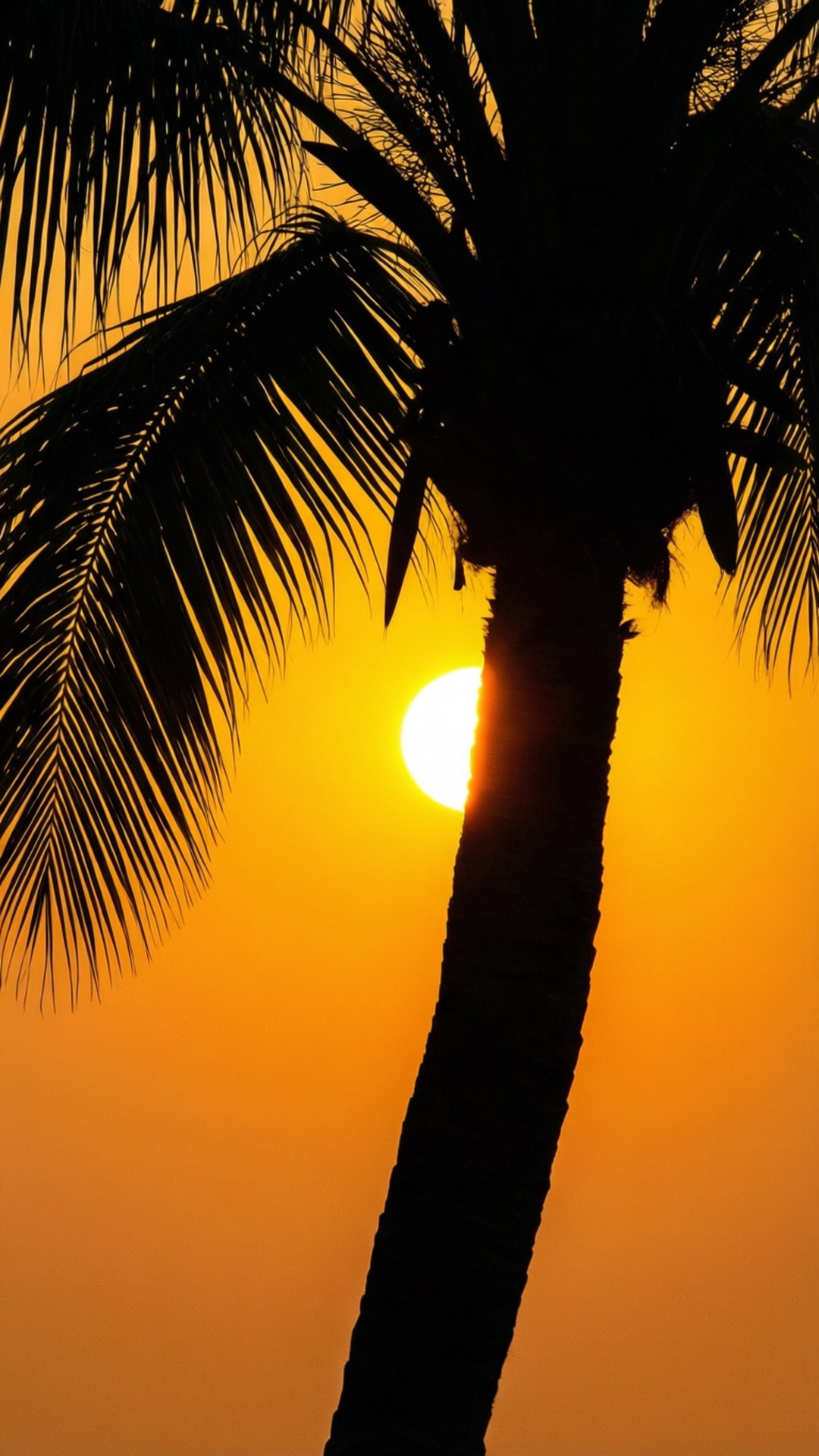 Marco de Palmera al Atardecer Fondos de pantalla