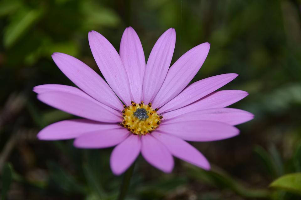 Margarita estética lavanda en púrpura Fondos de pantalla