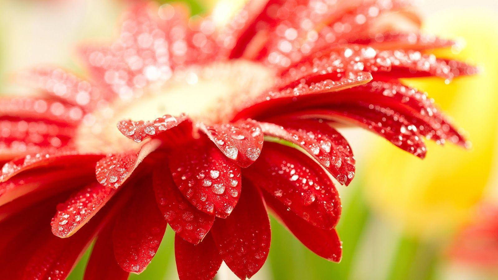 Margarita Gerbera Roja Linda para Escritorio Fondos de pantalla