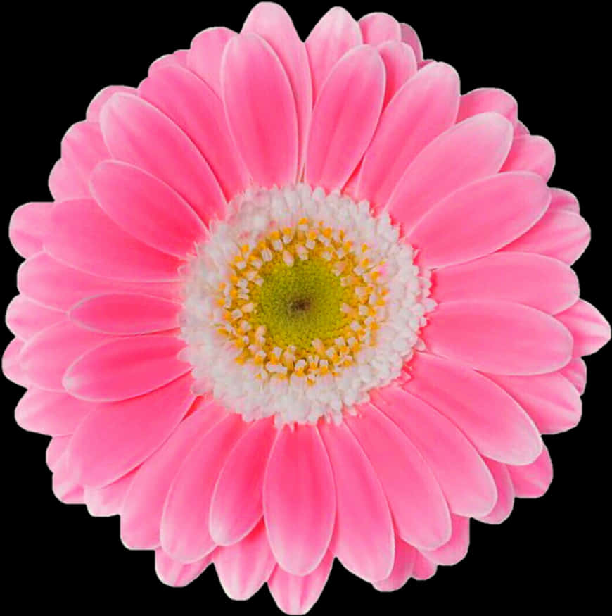 Margarita Gerbera Rosa Vibrante Fondo Negro Fondos de pantalla