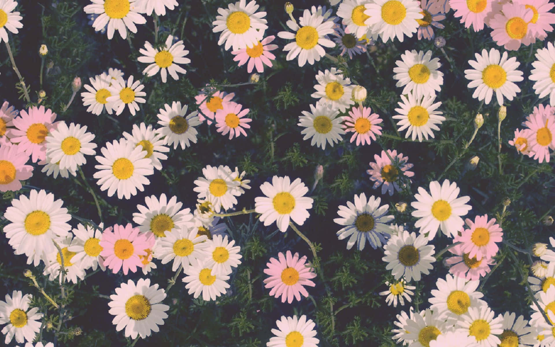 Margarita real estética para computadora Tumblr Fondos de pantalla