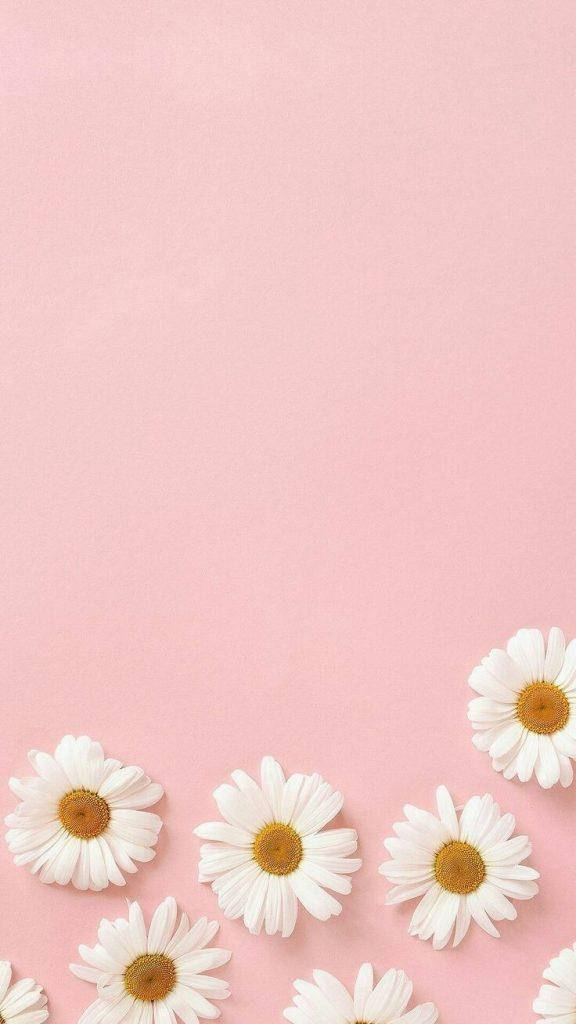 Margaritas en rosa, estética bonita Fondos de pantalla