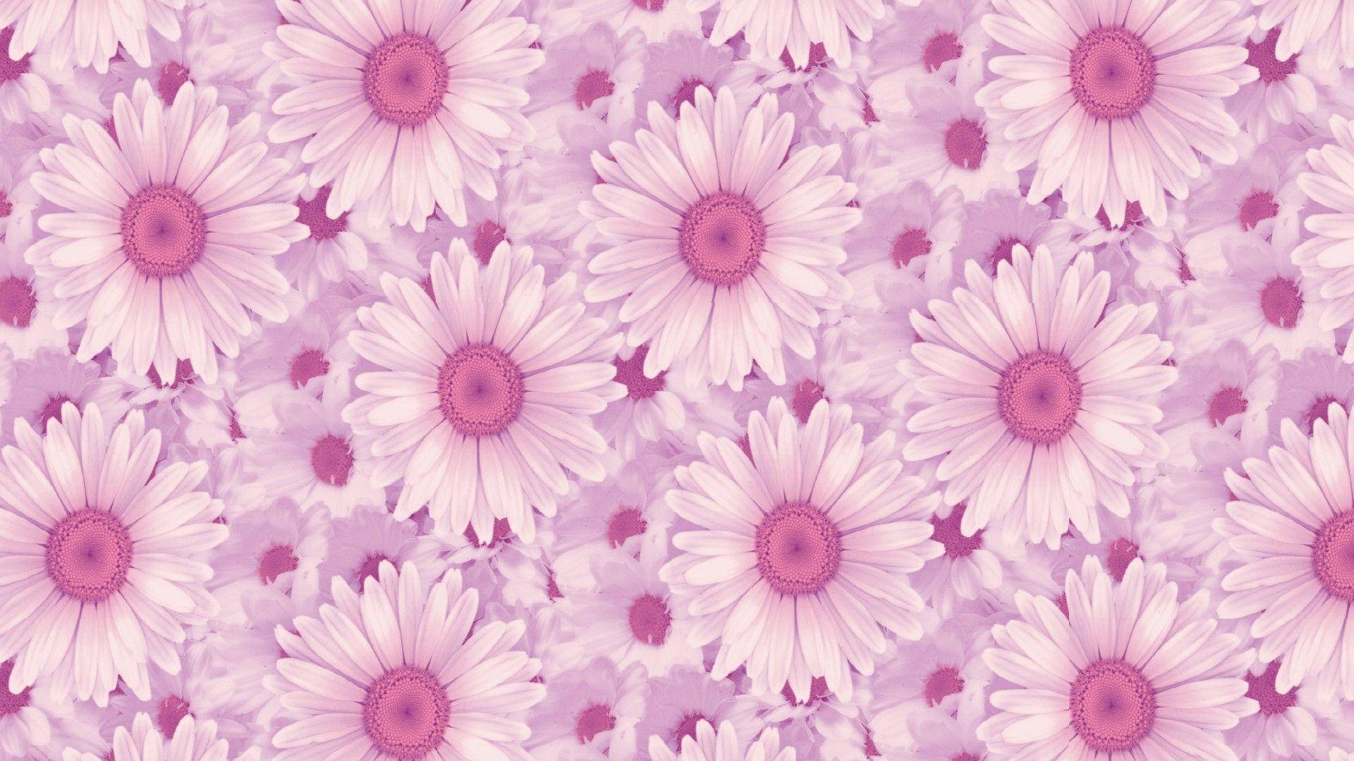 Fondo de pantalla de margaritas estéticas para laptop