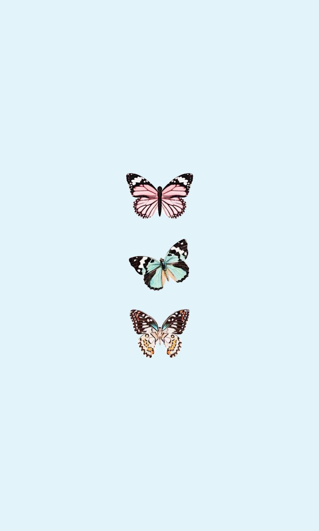 Mariposa Azul Claro Estética Fondos de pantalla