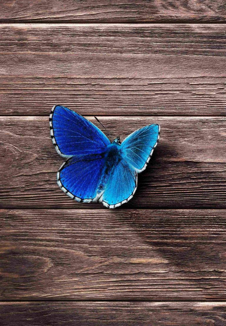 Mariposa Azul iPad 2021 Fondos de pantalla