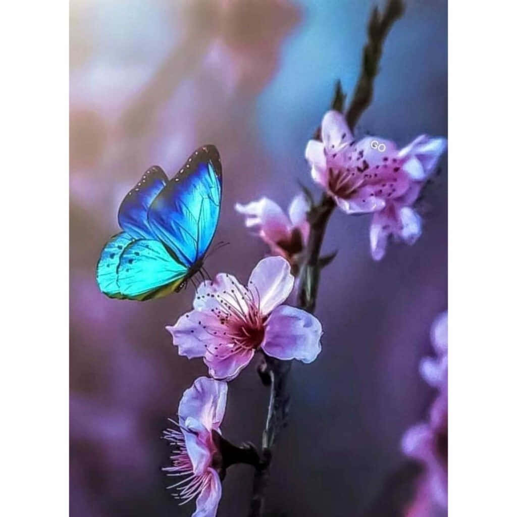 Mariposa azul sobre flores rosas, foto de perfil bonita Fondos de pantalla