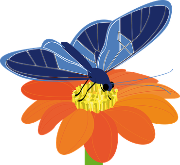 Mariposa azul sobre flor naranja Fondos de pantalla