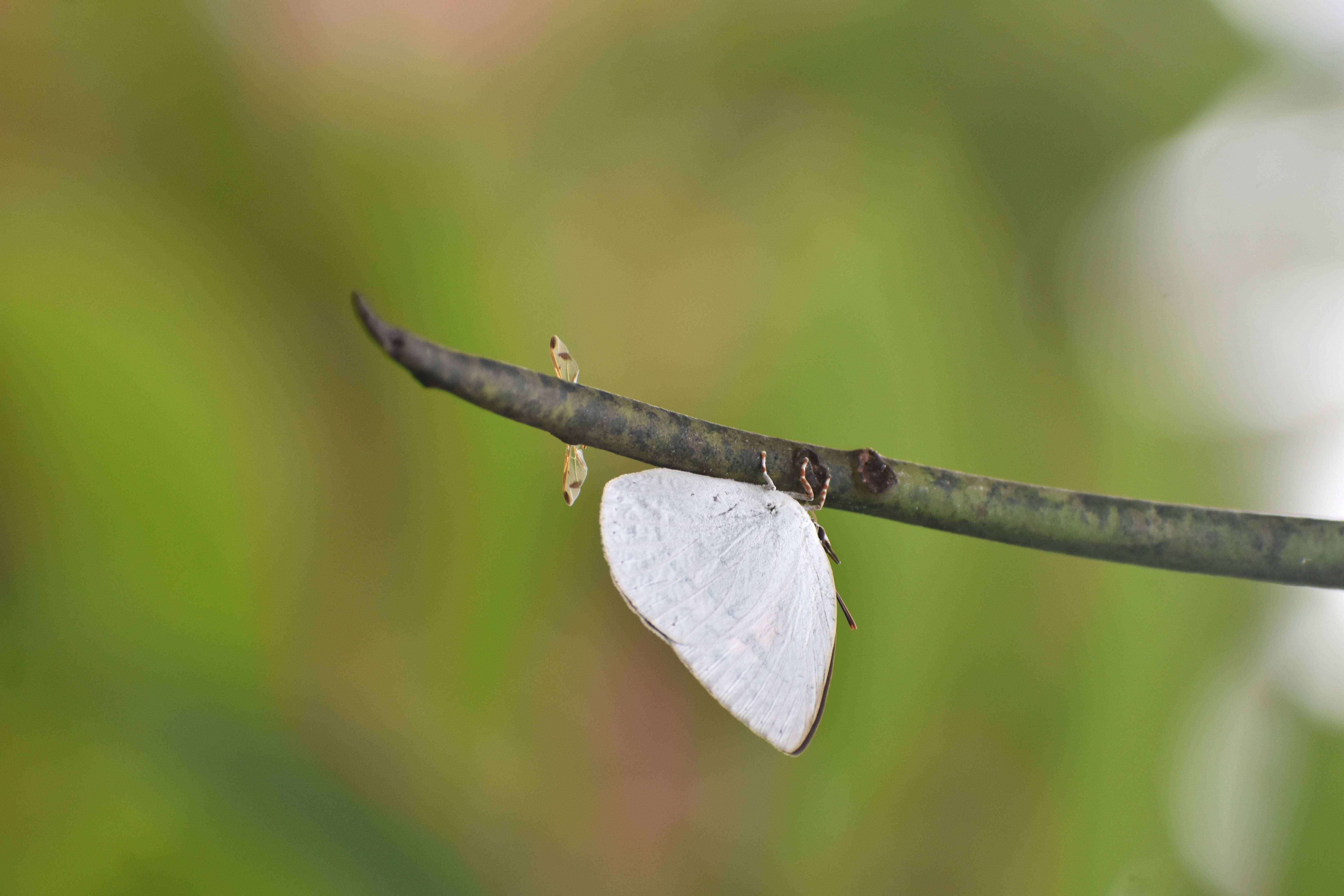 Mariposa Blanca Estética Linda Fondos de pantalla